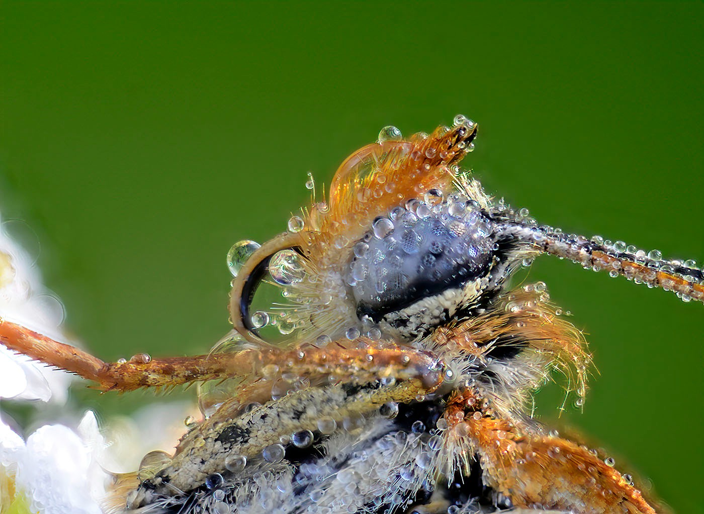 Melitaea phoebe, focus stacking