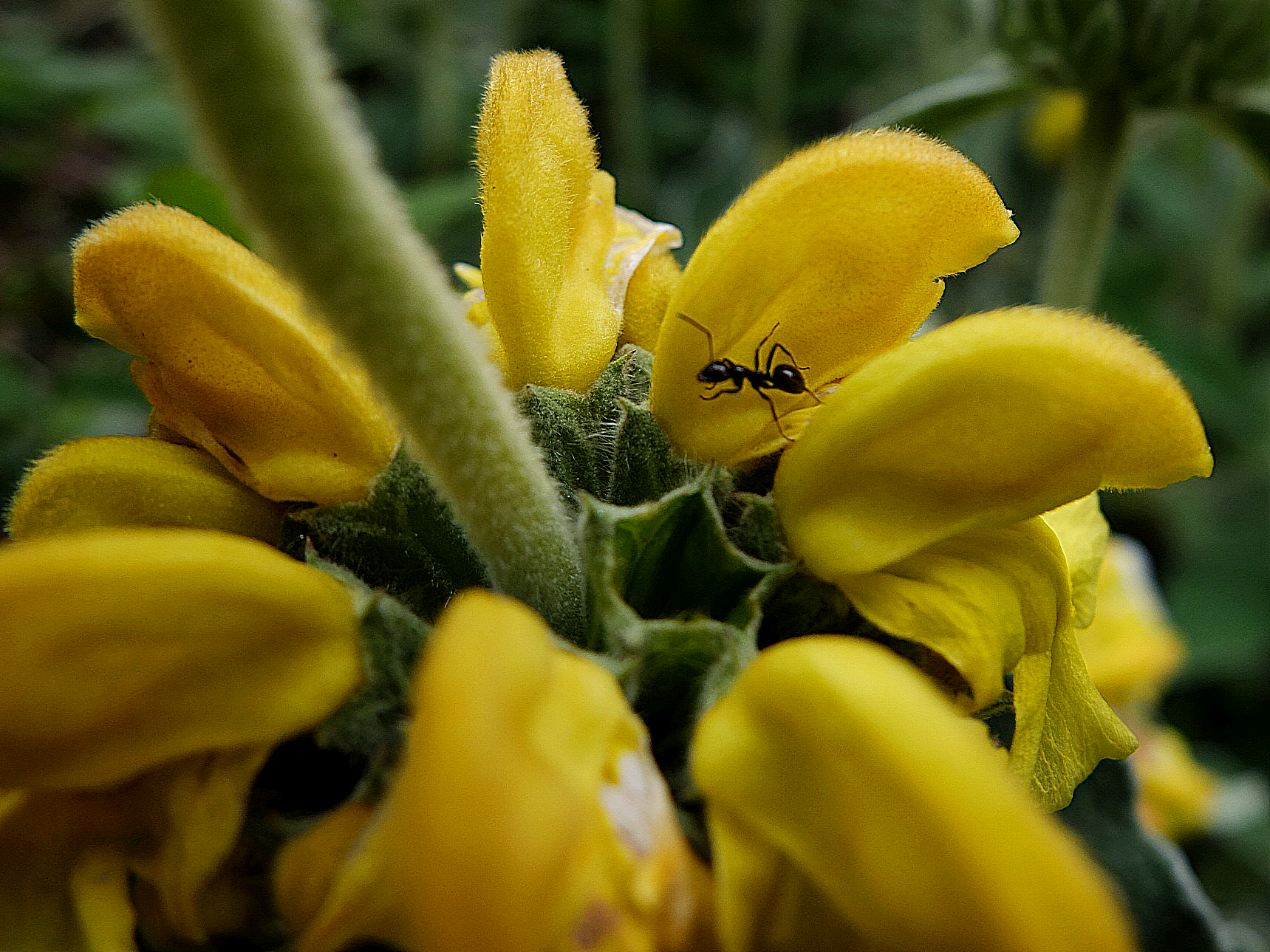 Walk in the yellow