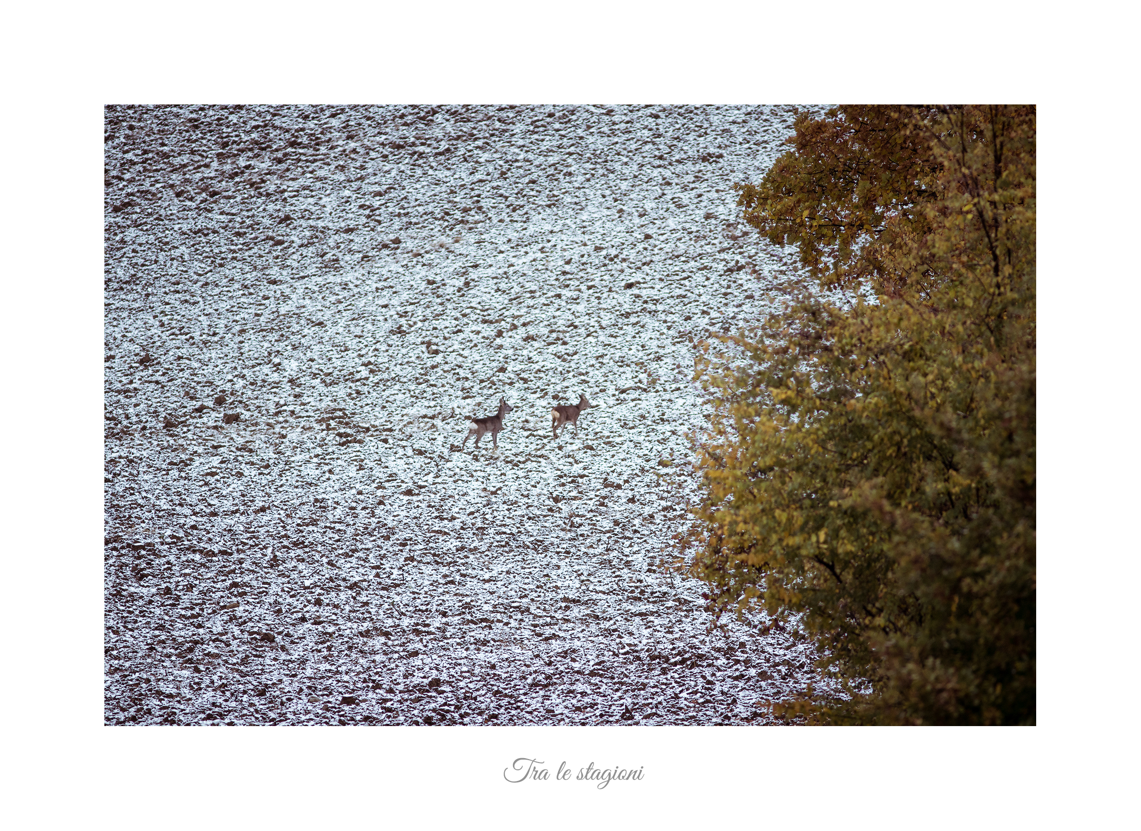 Tra le stagioni