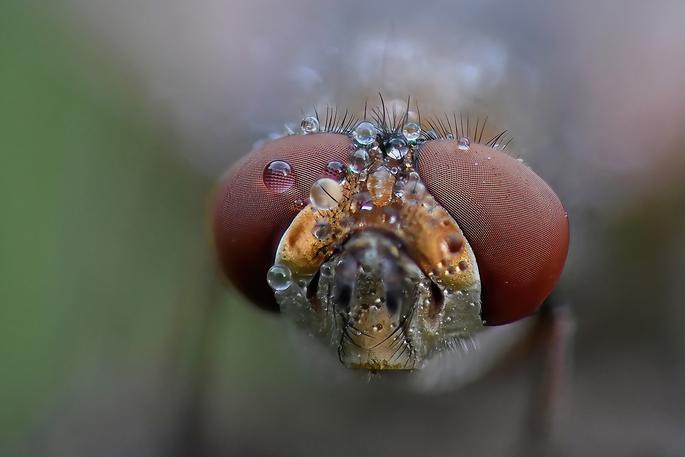 Ectophasia crassipennis, focus stacking