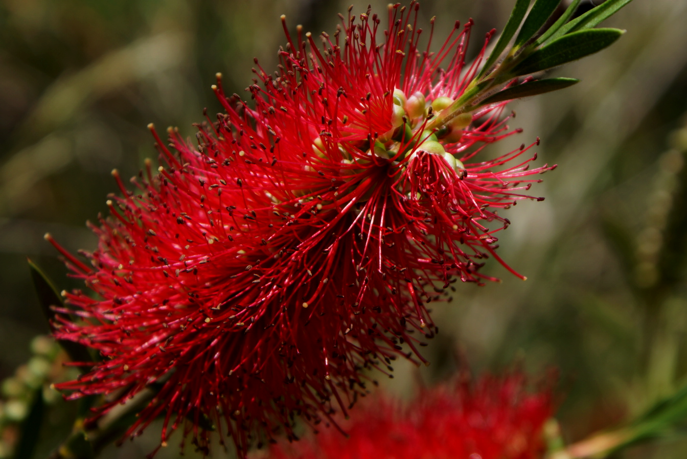Red needles