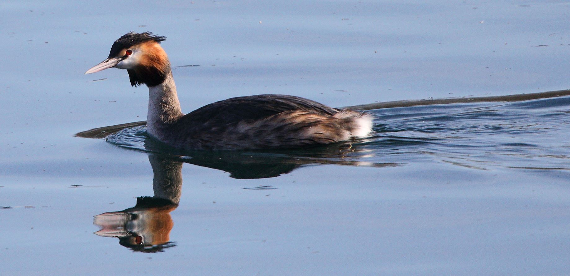 grebe 08-02-2022