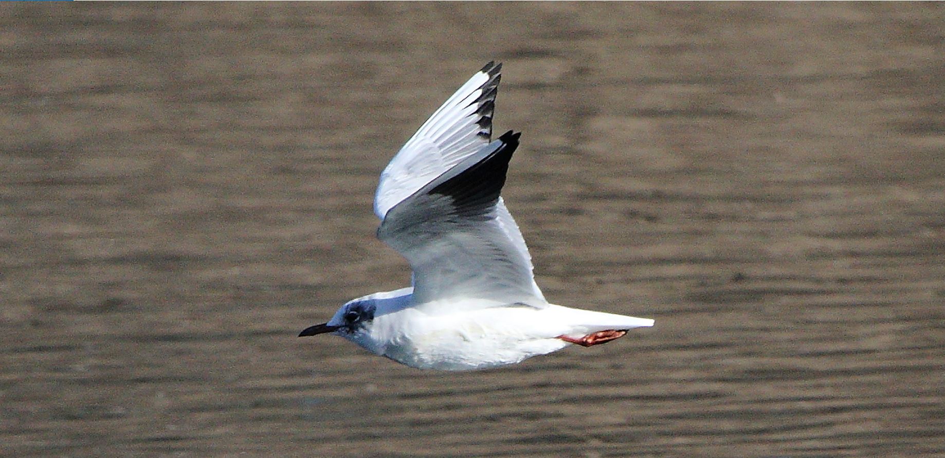 terrestrial gull 08-02-2022