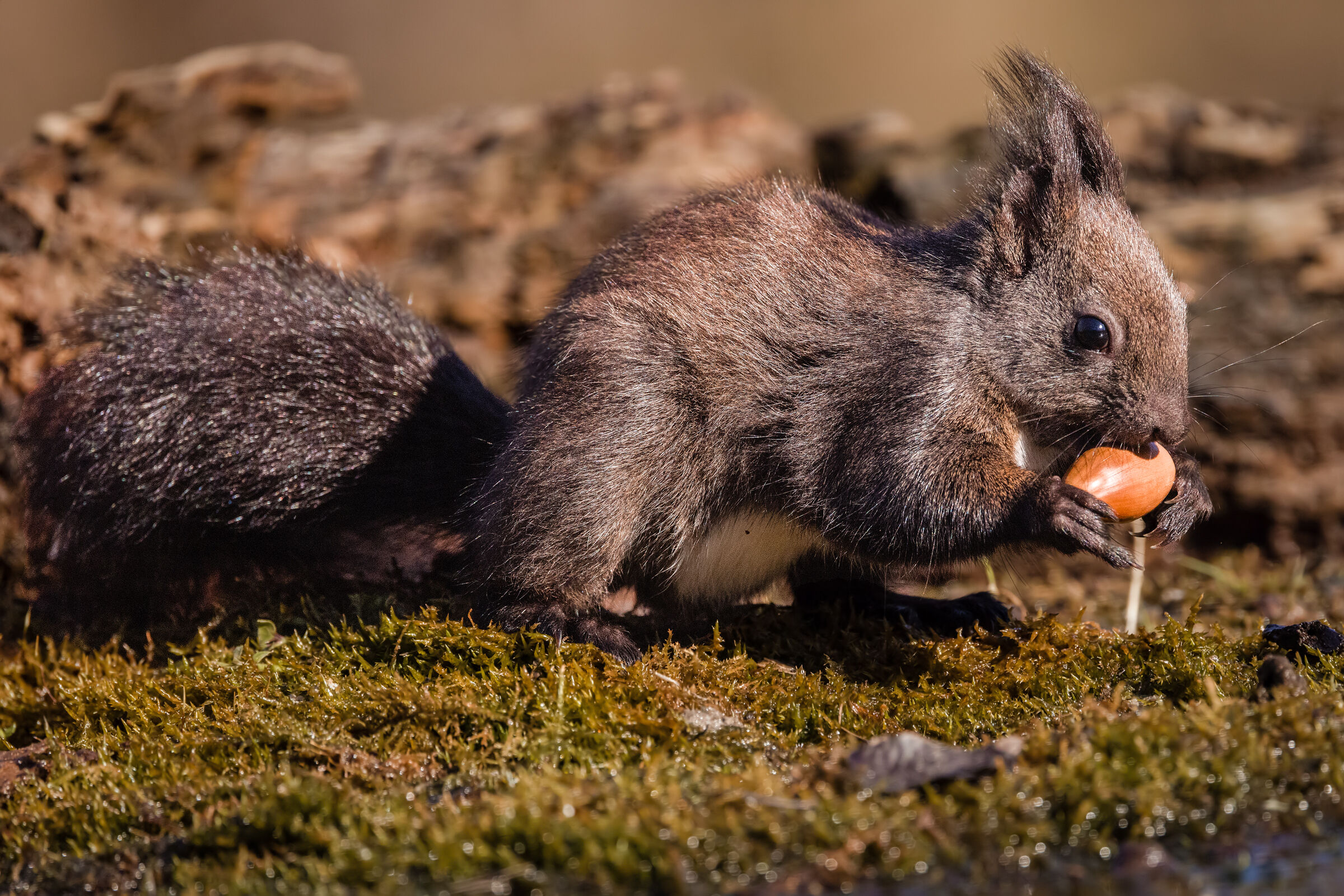 The squirrel and the acorn
