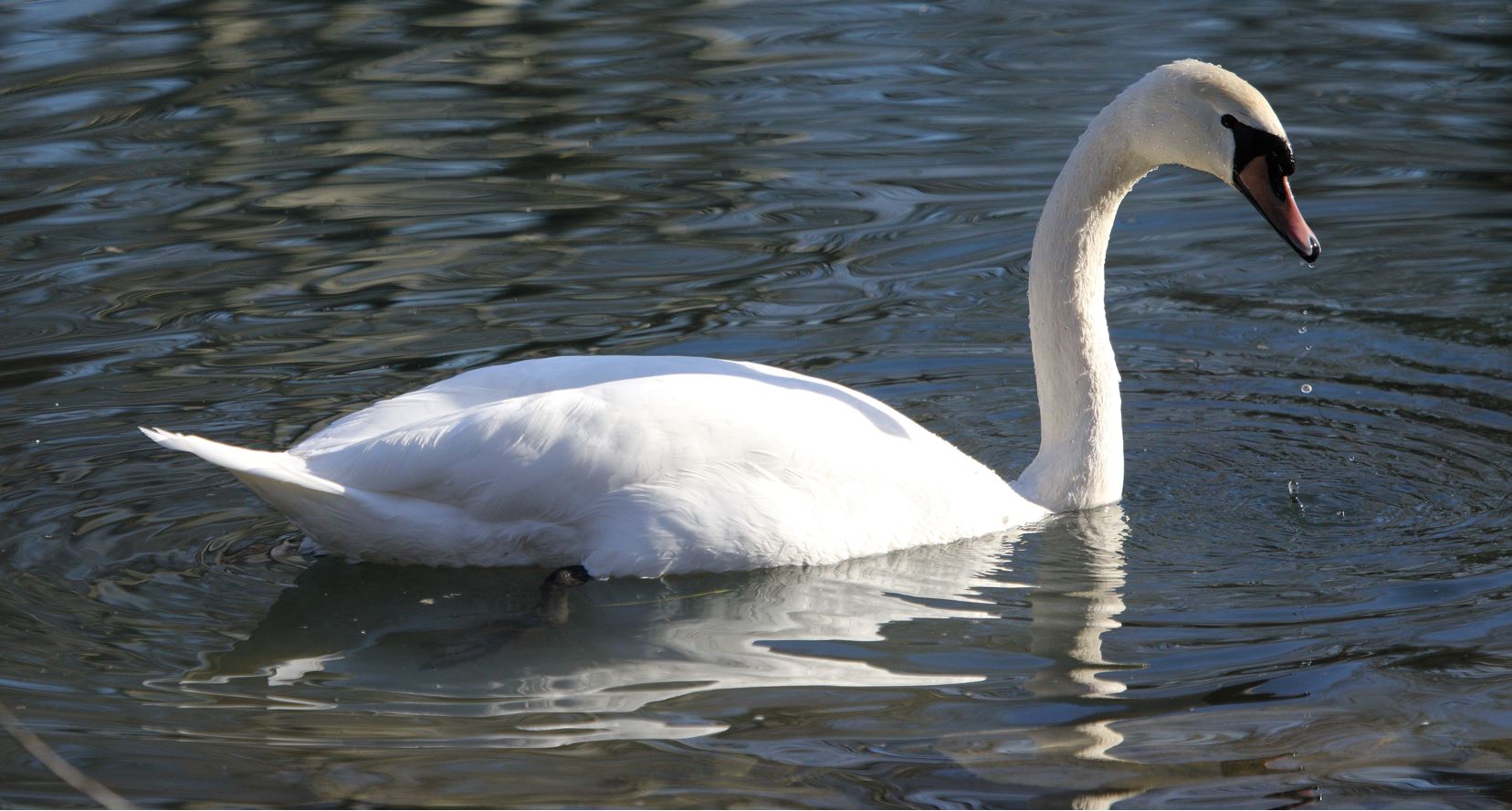 swan 08-02-2022