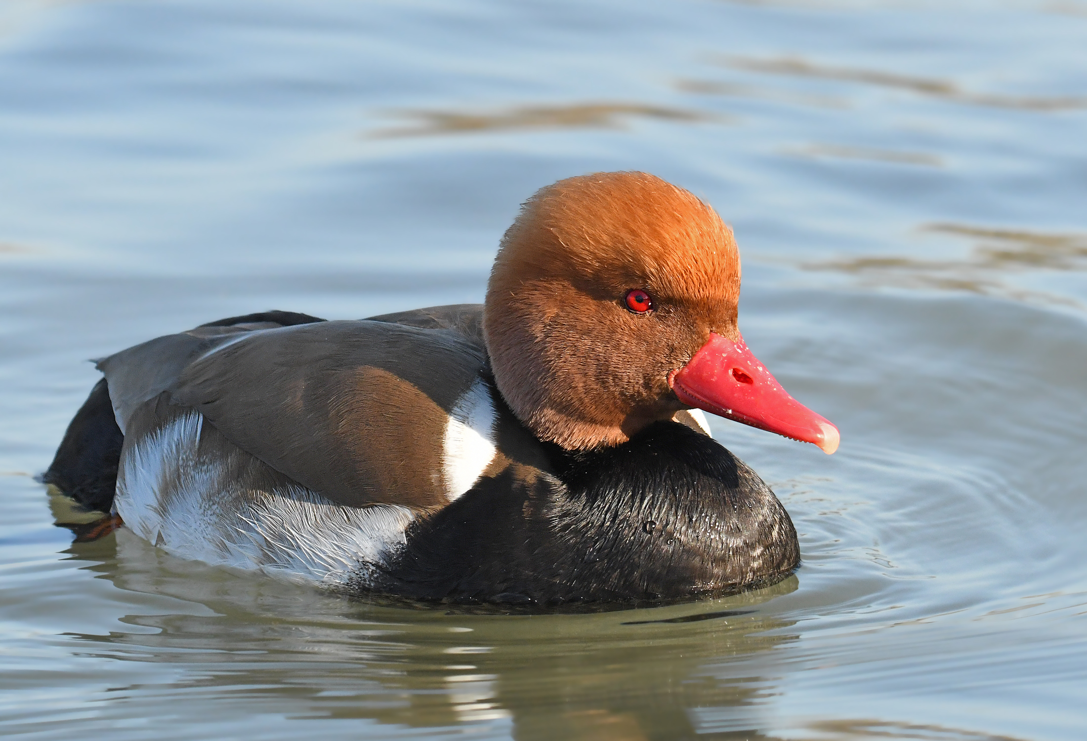Red-crested pochard
