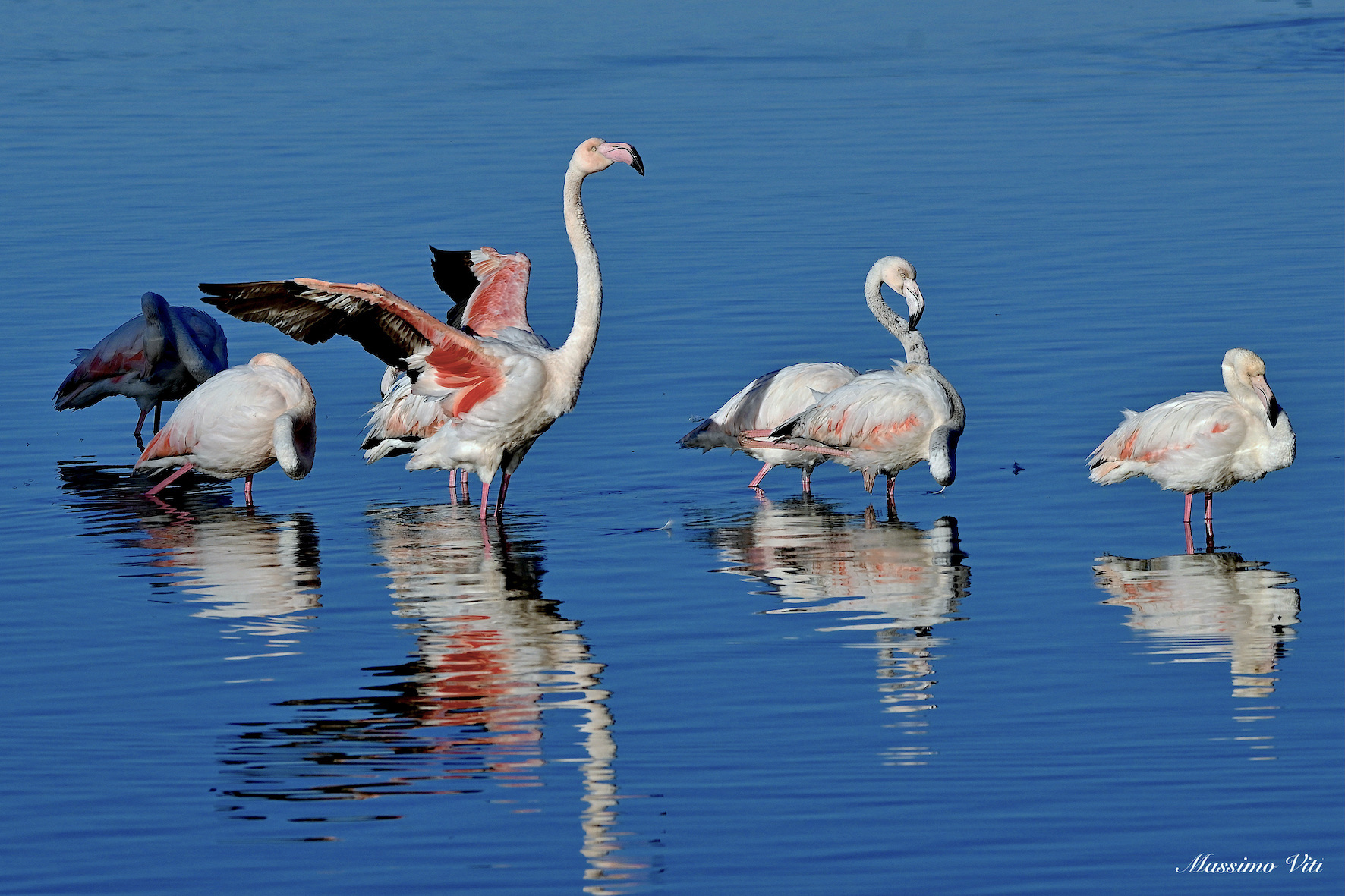 Pink flamingos