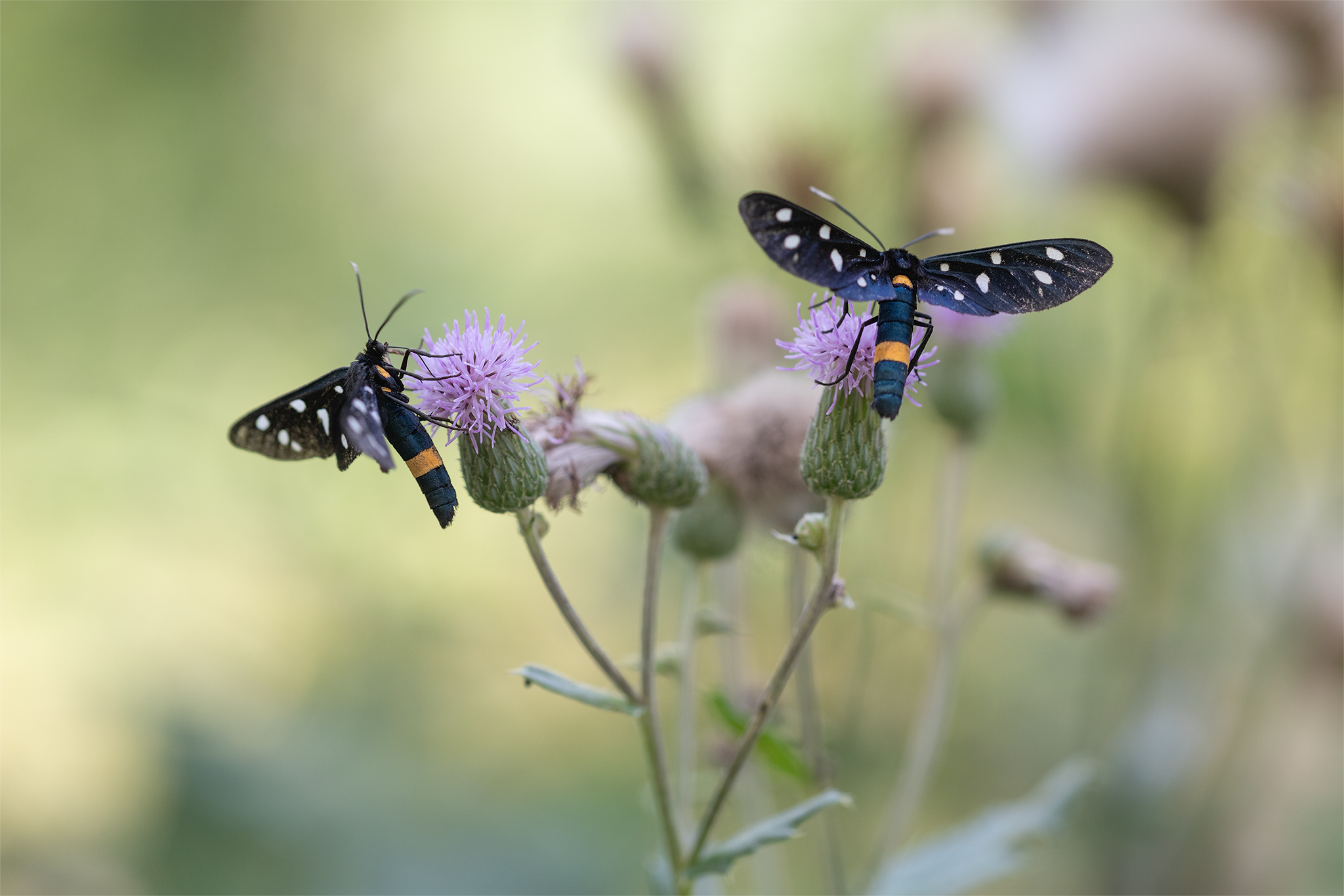 Amata Phegea