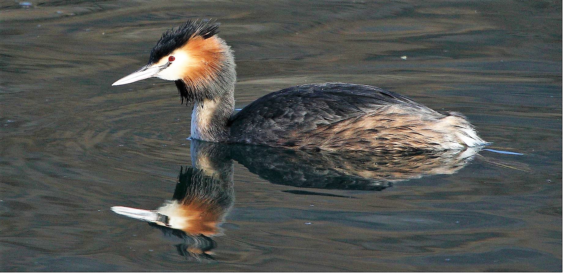 grebe 08-02-2022