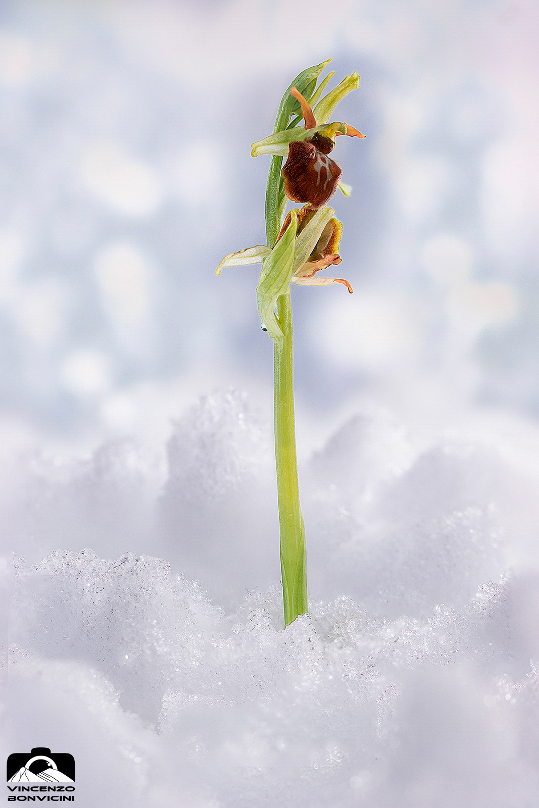 Ophrys sphegodes nella neve