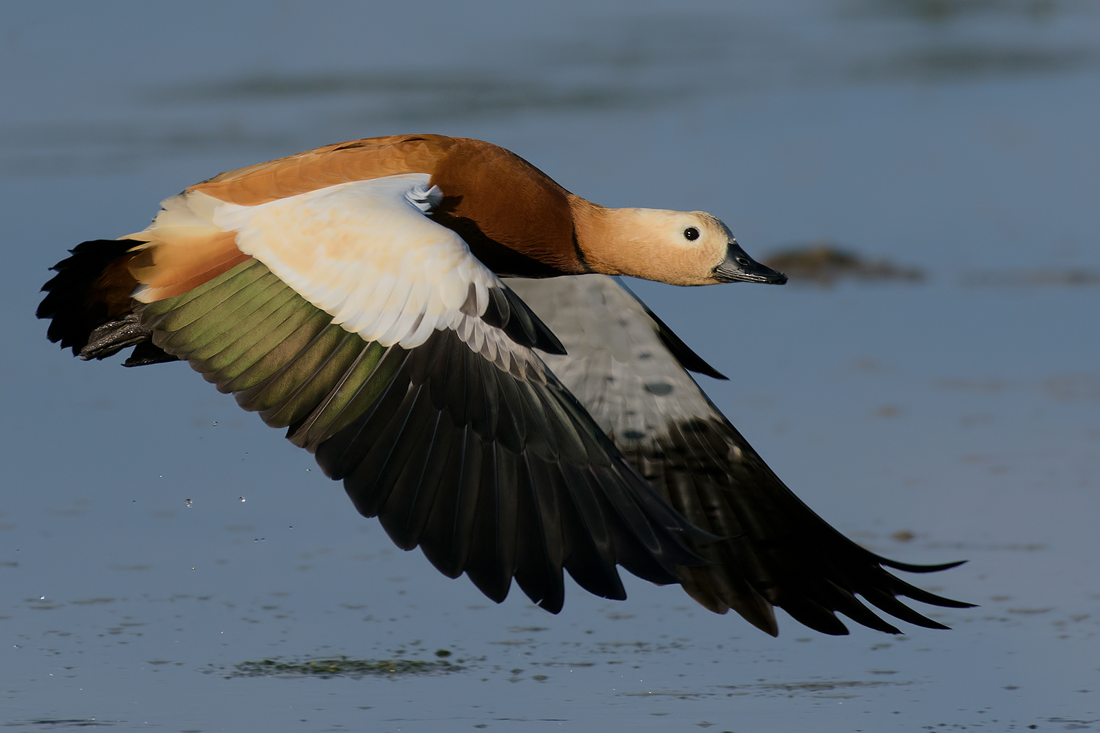 Ruddy shelduck.