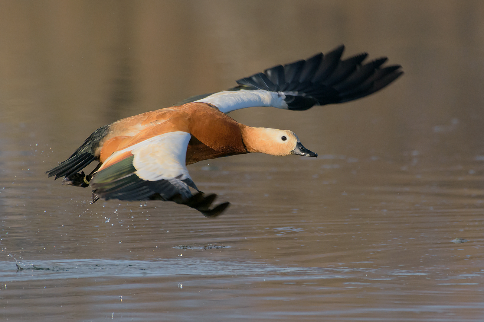 Ruddy shelduck.