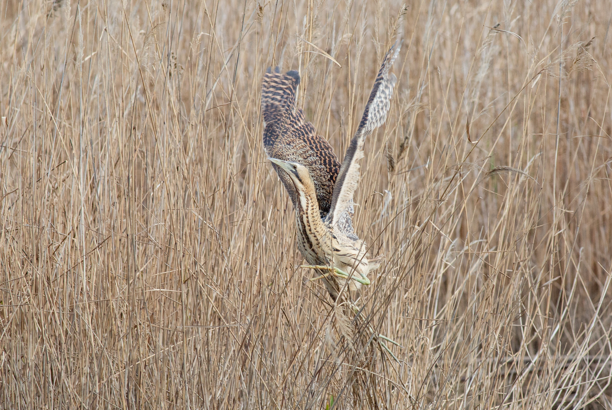 Take-off of the bittern