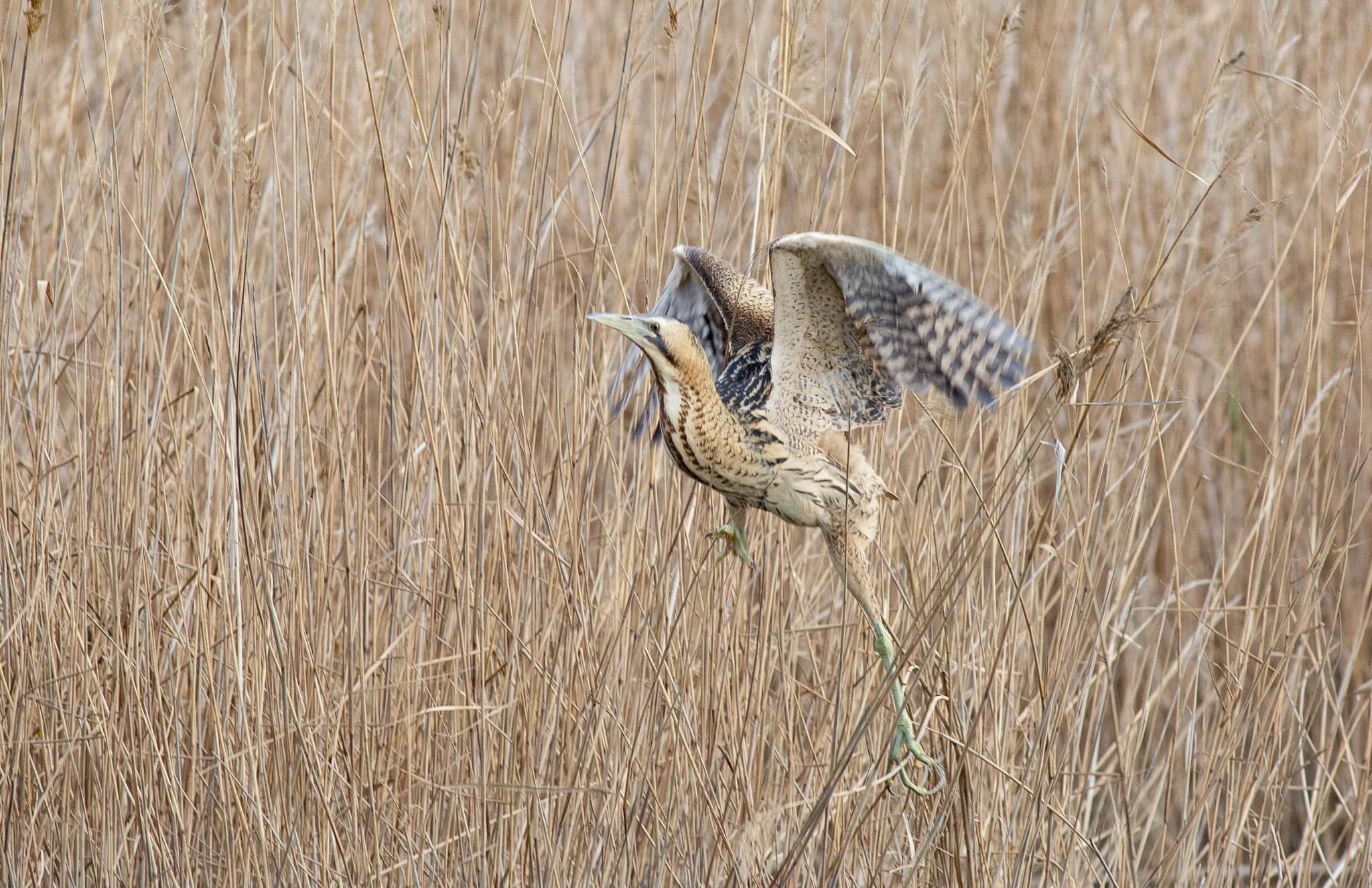 Bittern