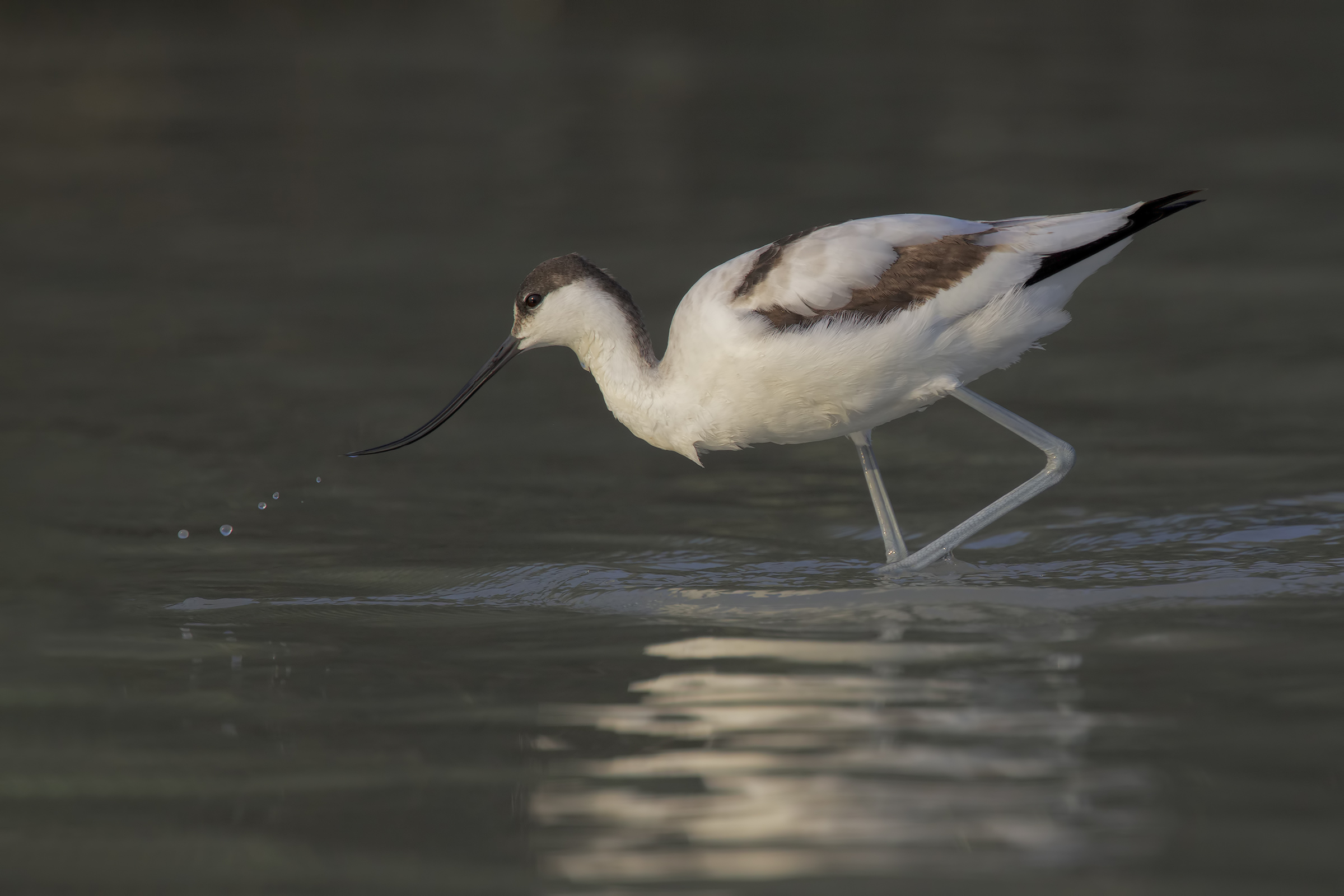 Avocetta