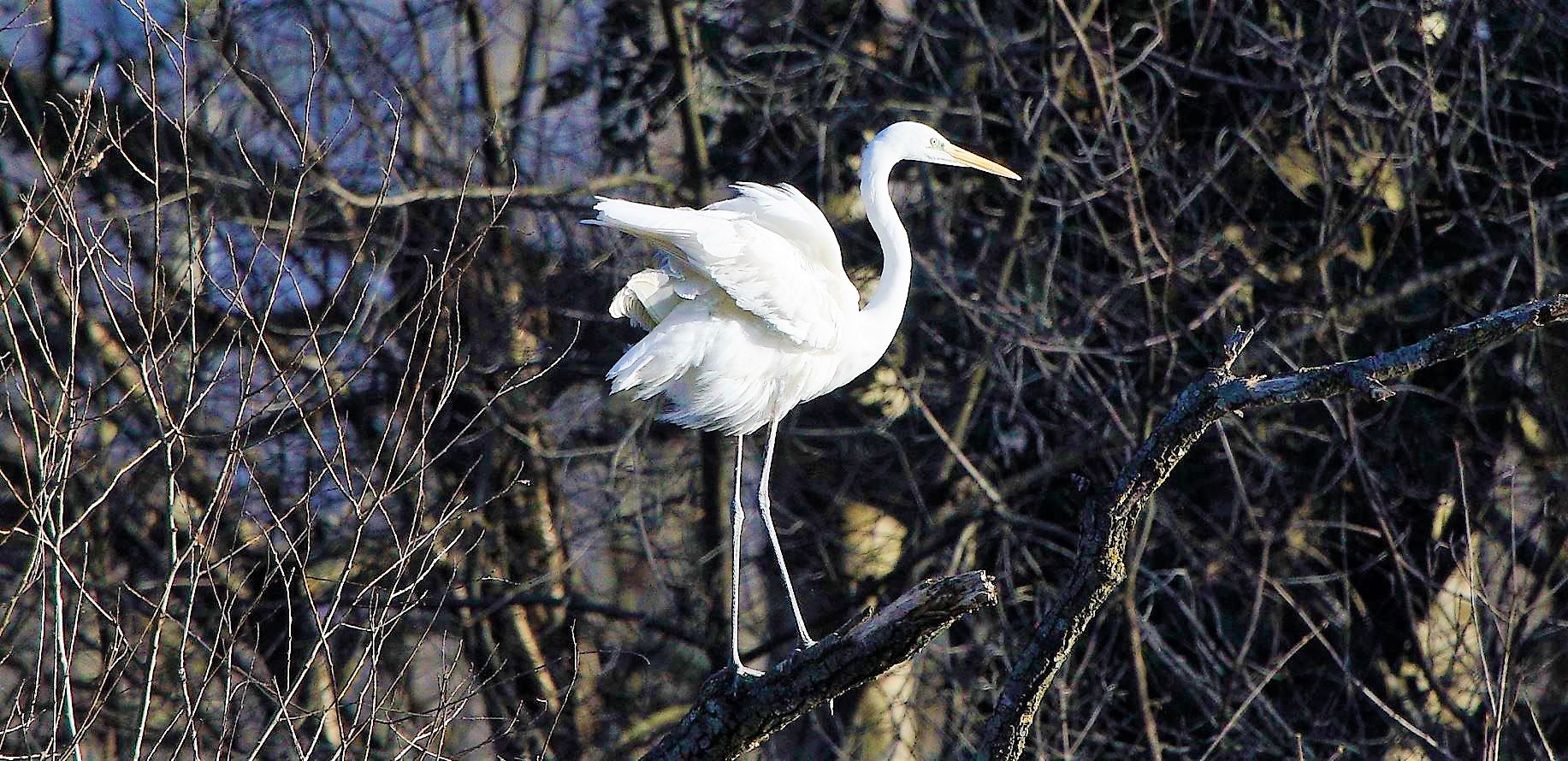 white major 08-02-2022