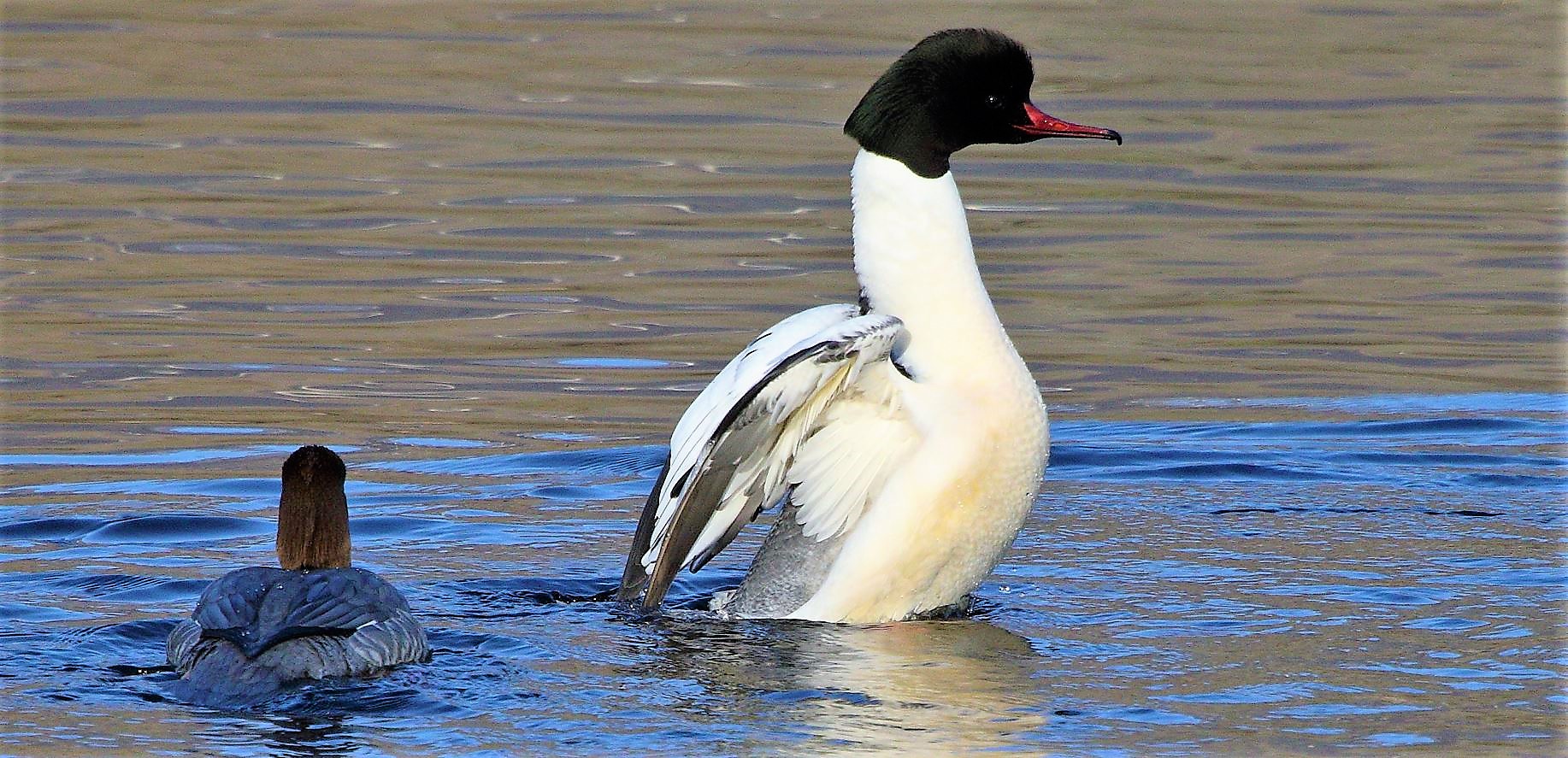 merganser 08-02-2022