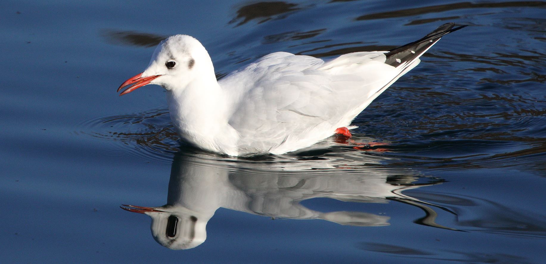 terrestrial gull 08-02-2022
