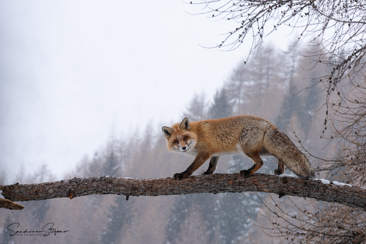 L'equilibrista