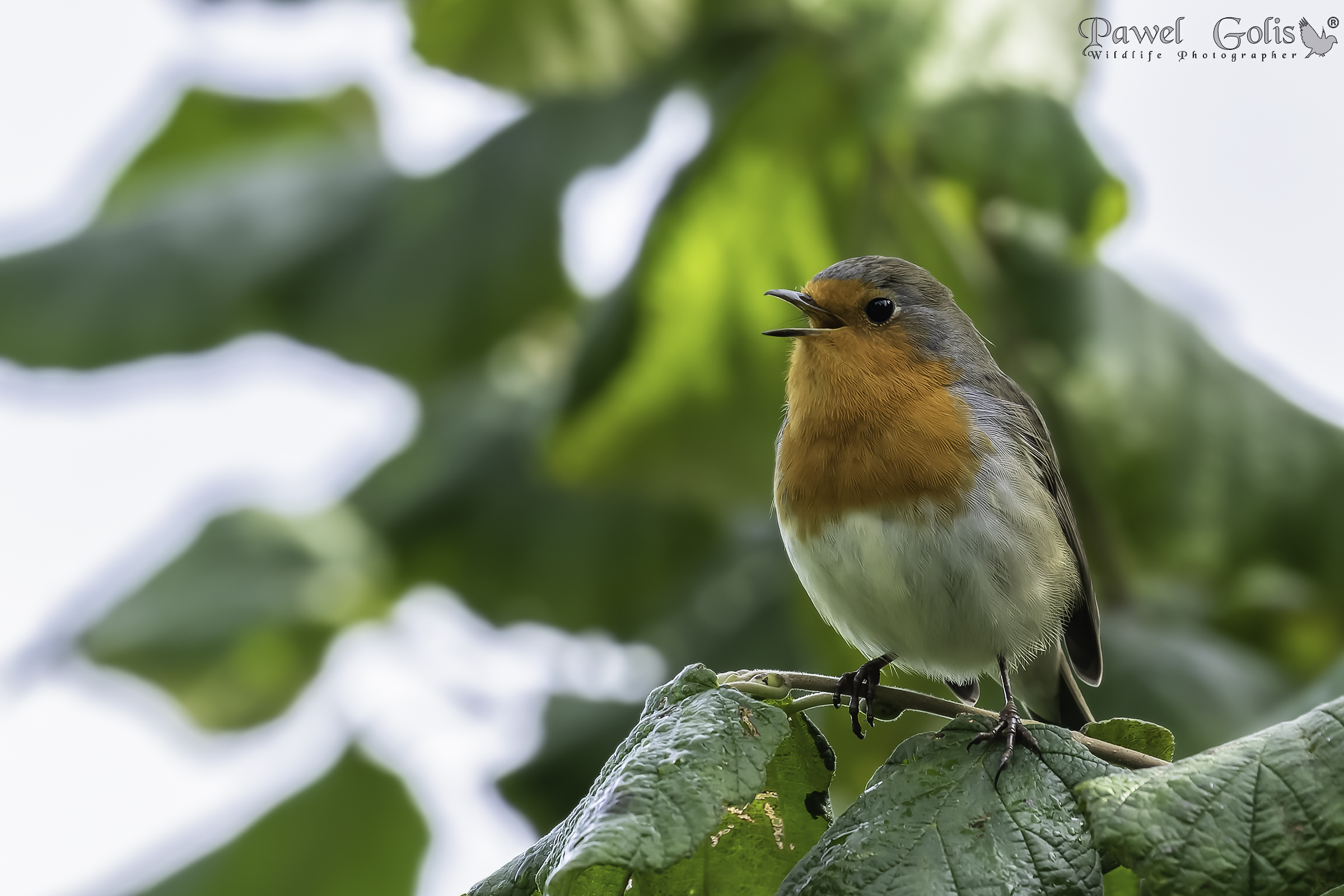 Pettirosso europeo (Erithacus rubecula)
