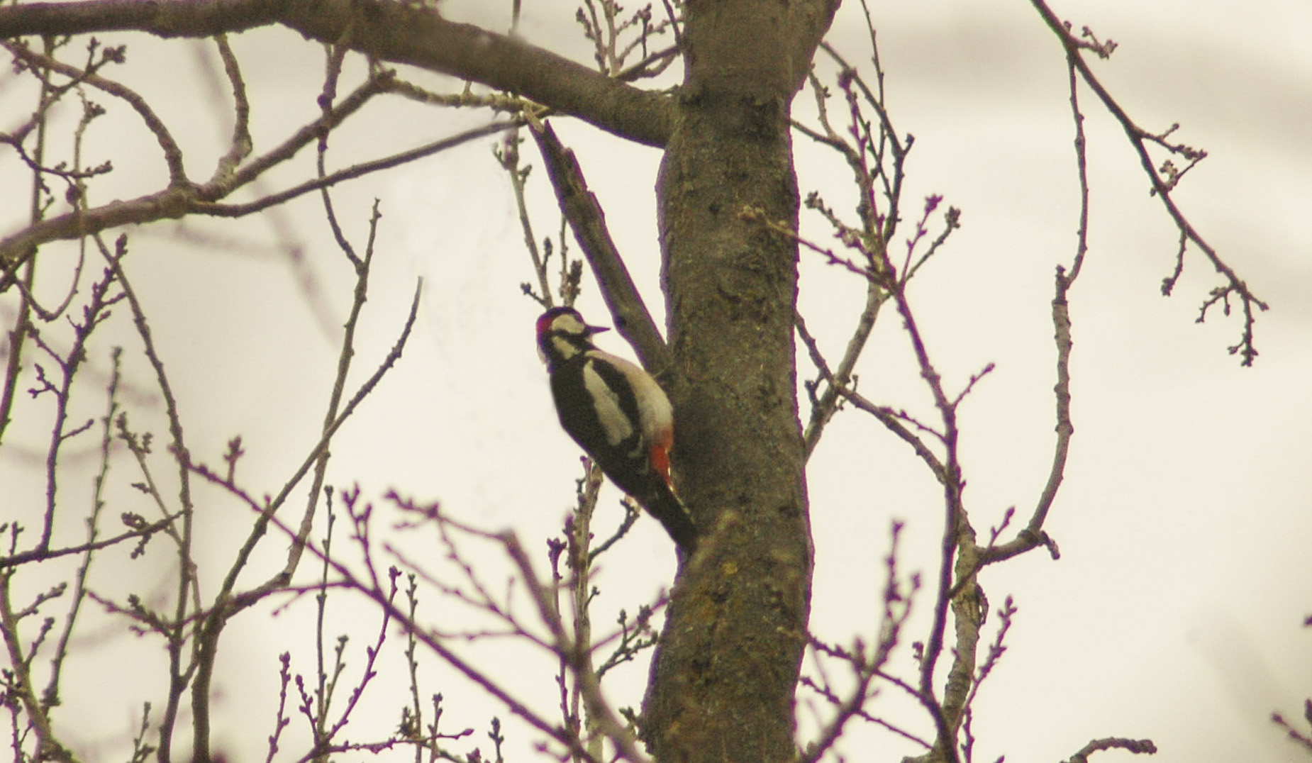 Passeggiando nel bosco