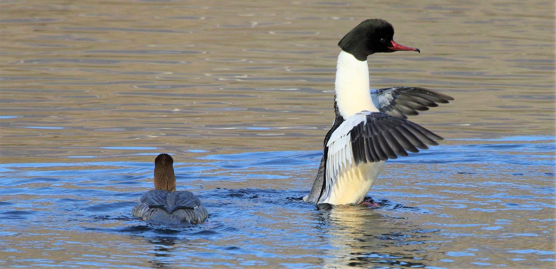 merganser 08-02-2022