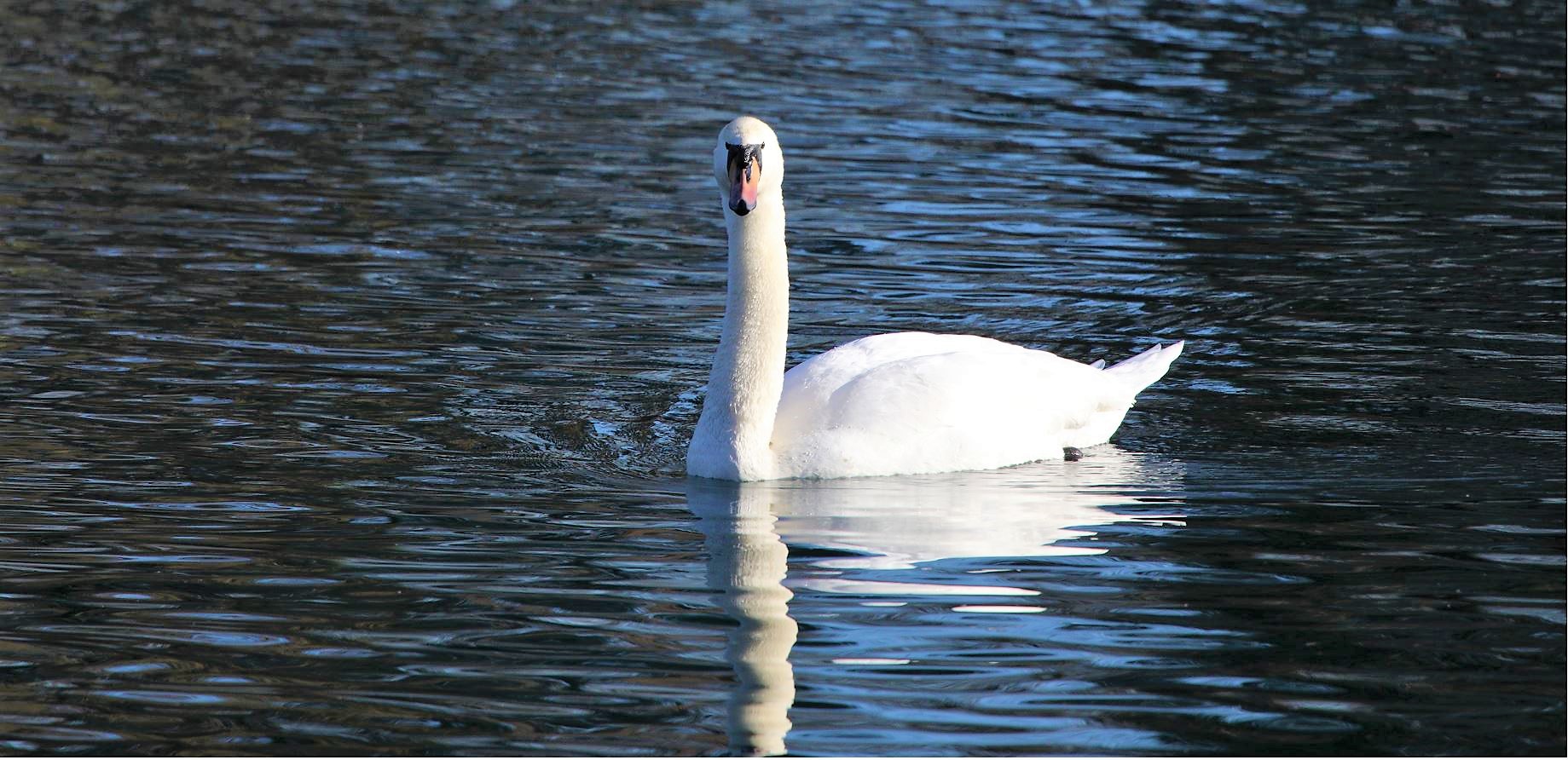 swan 08-02-2022