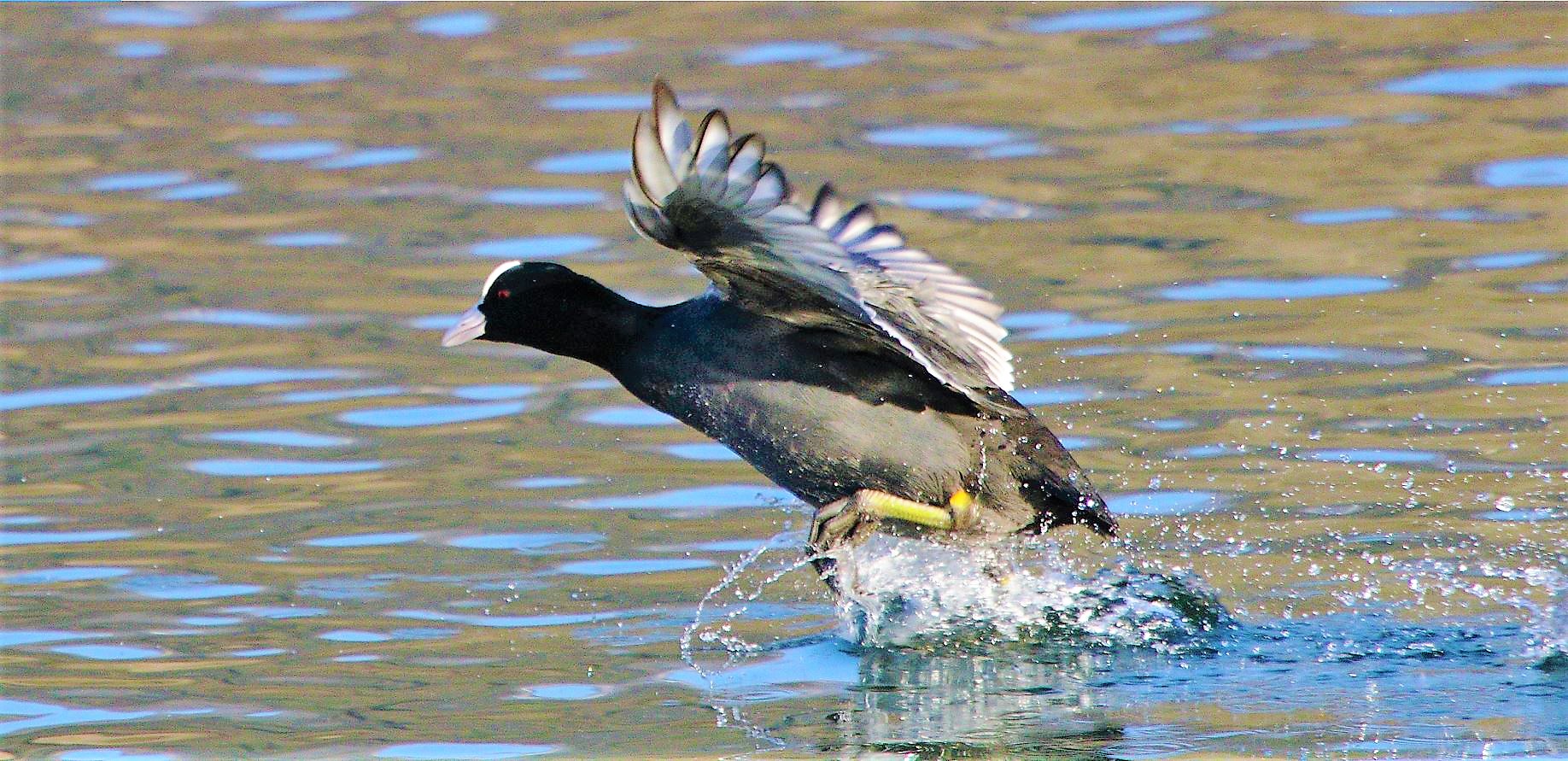 coot 08-02-2022