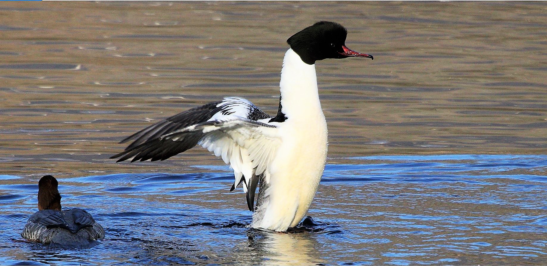 merganser 08-02-2022