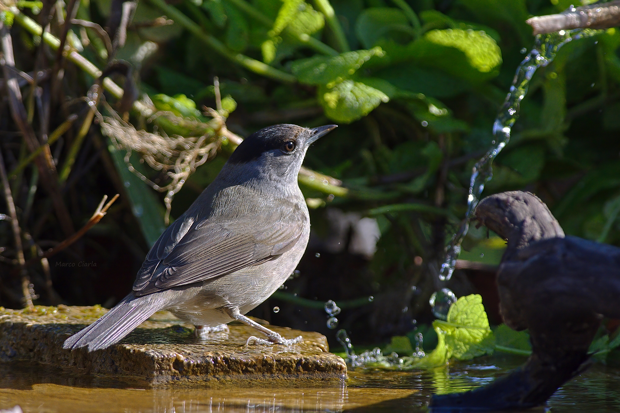 Blackcap (Sylvia atricapilla)