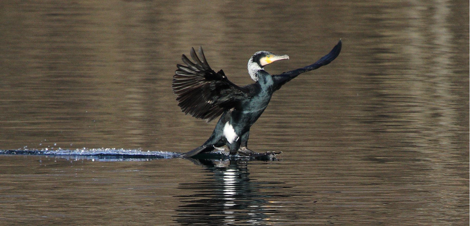 cormorant 08-02-2022