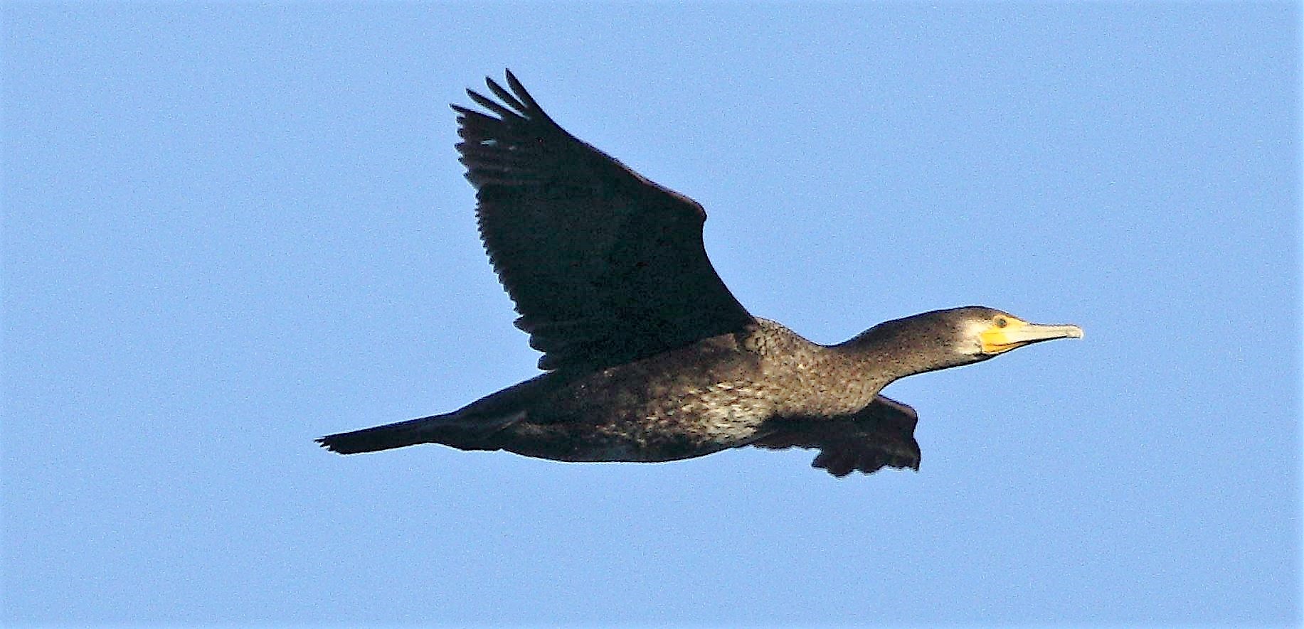 cormorant 08-02-2022