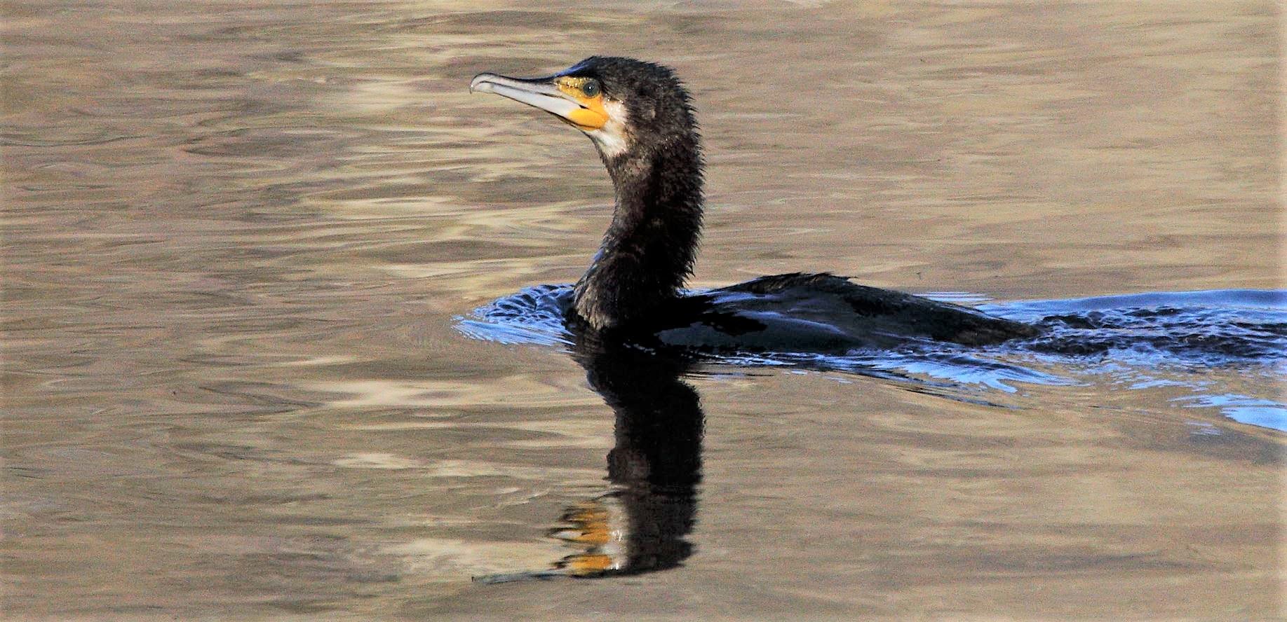 cormorant 08-02-2022