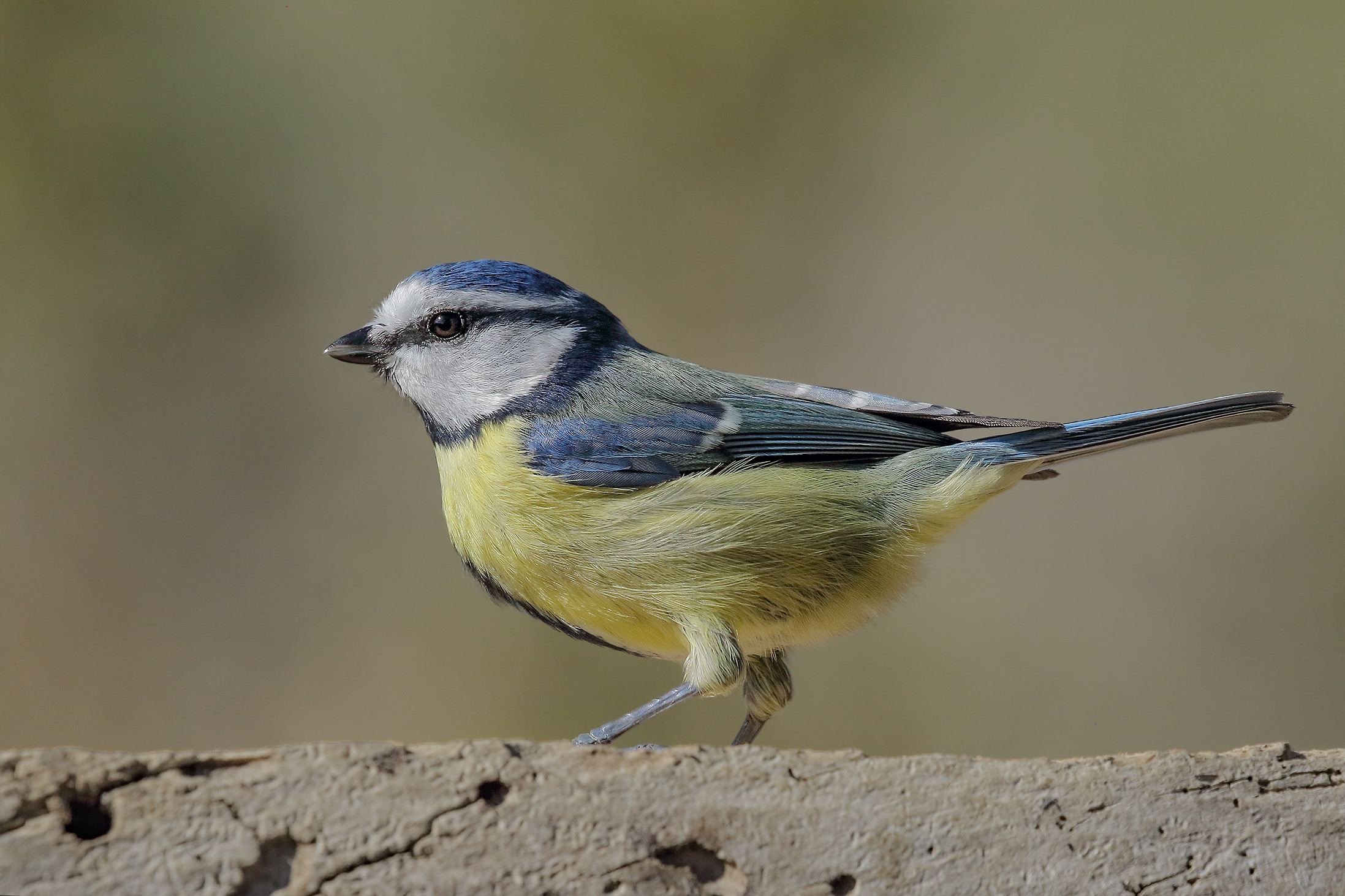 Blue (parus careuleus)