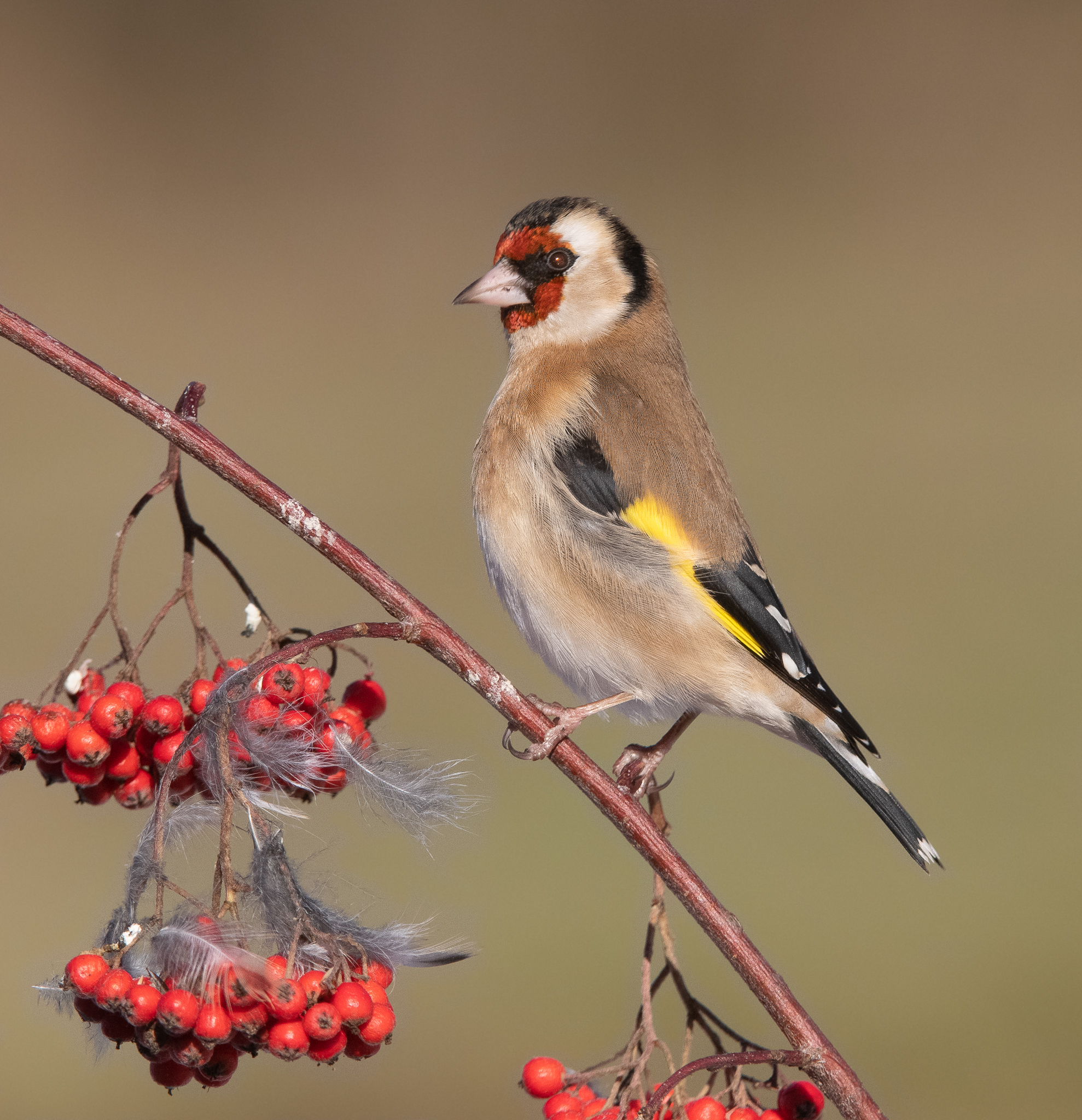 Cardellino e il suo piumaggio