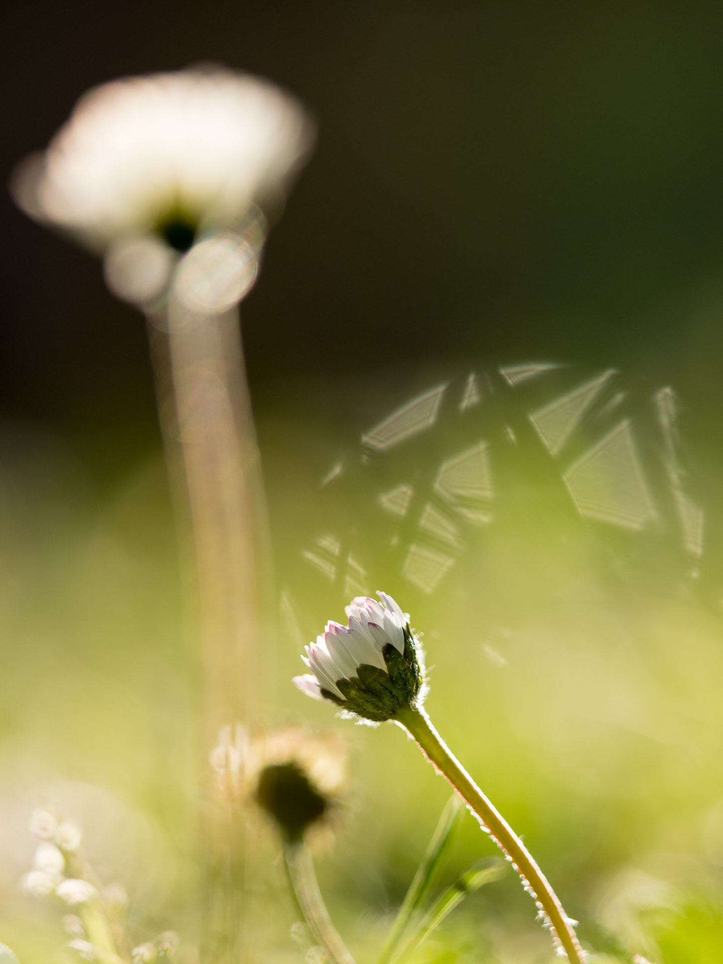 daisy