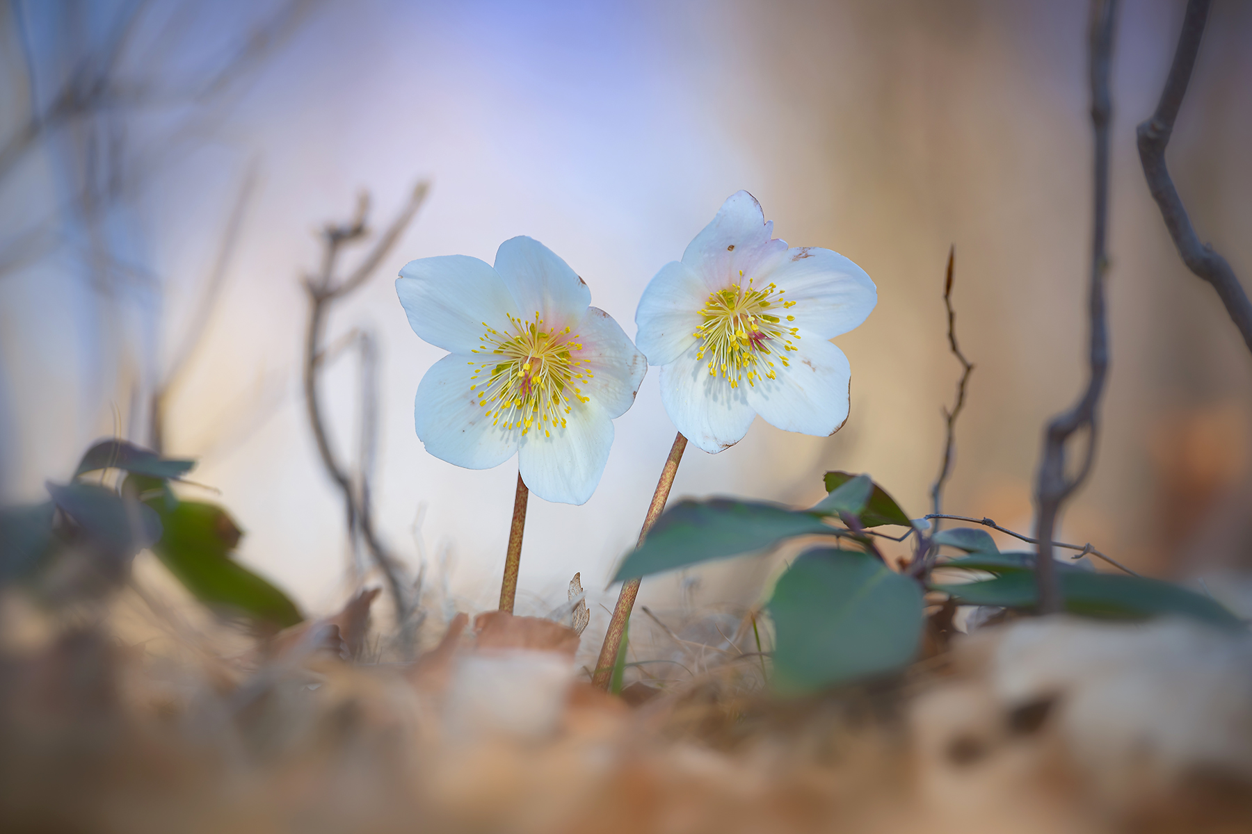 Hellebores
