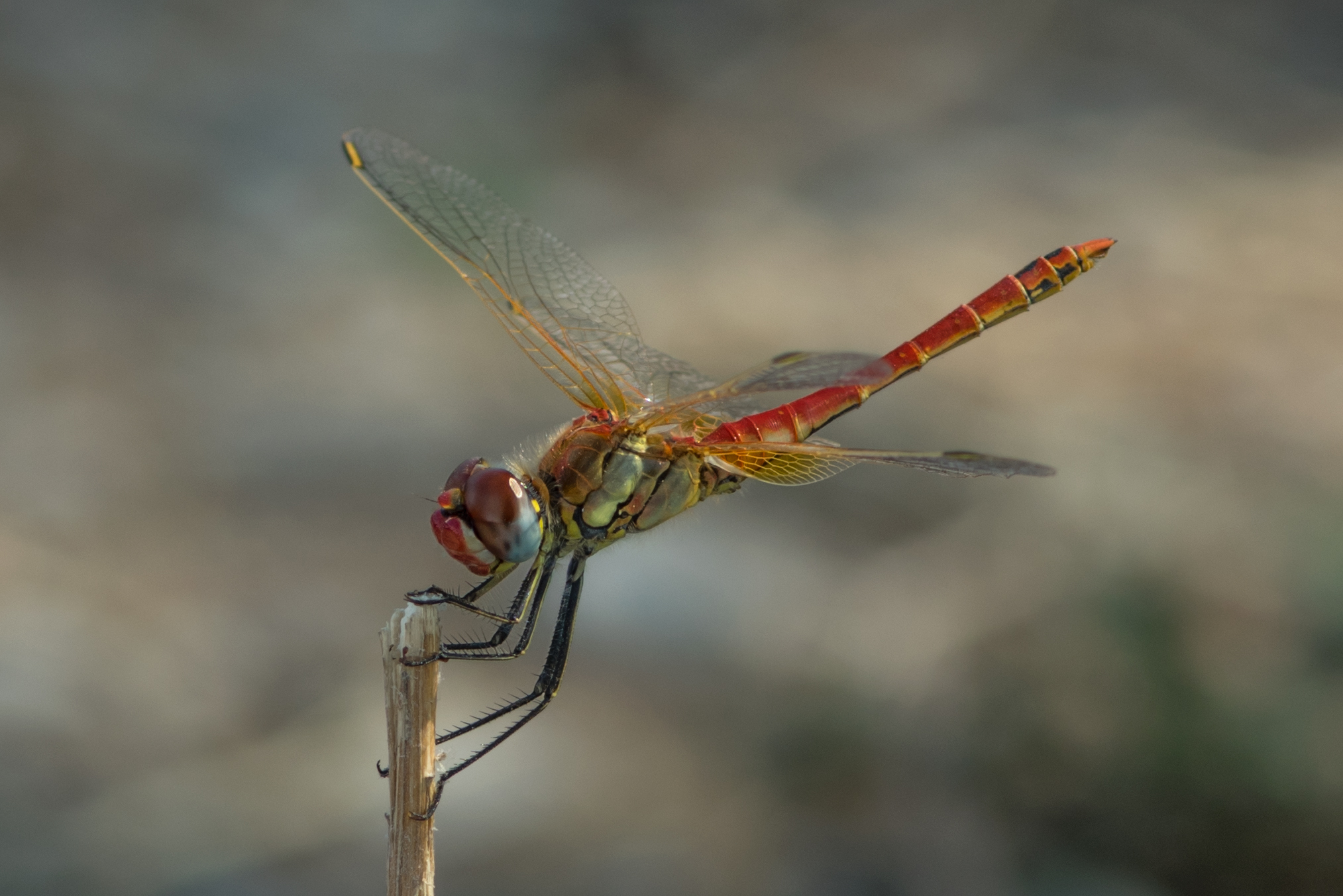 Dragonfly
