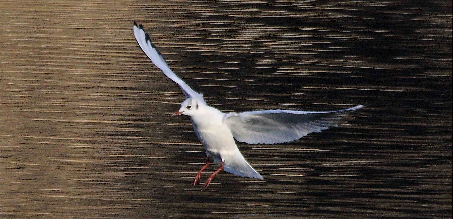 terrestrial gull 08-02-2022
