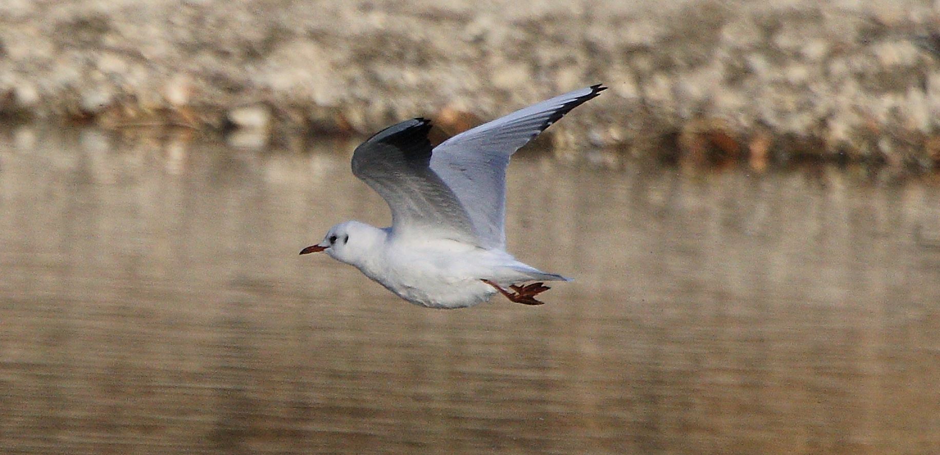 terrestrial gull 08-02-2022