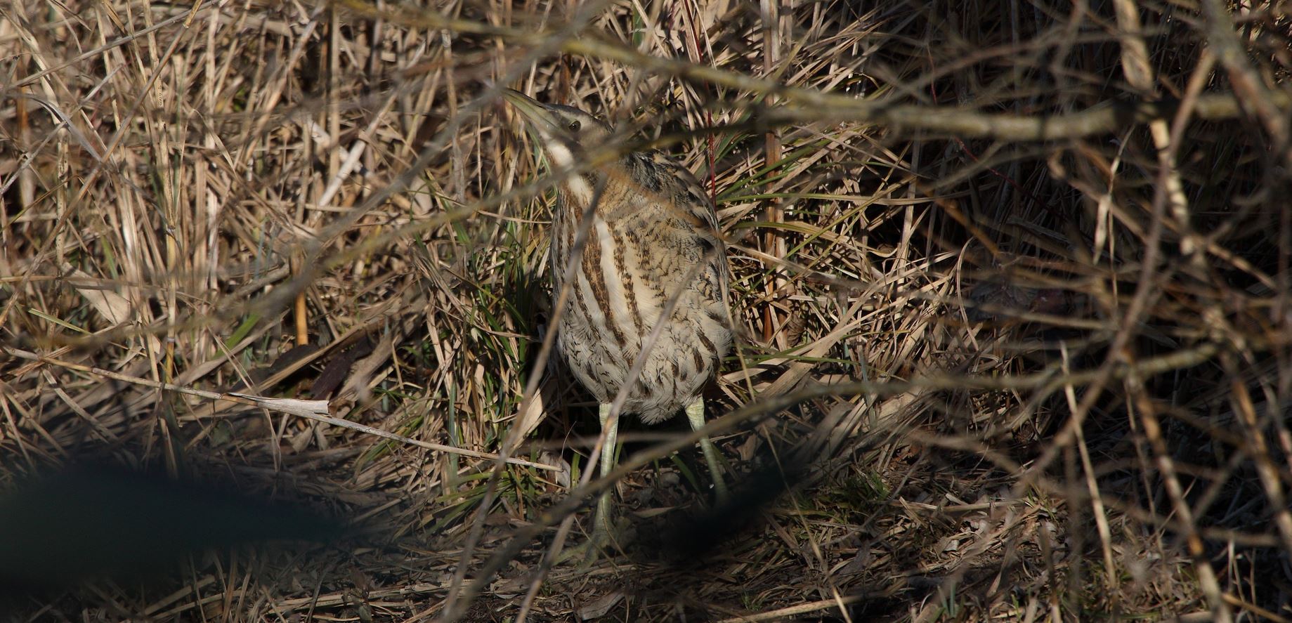 bittern 09-02-2022