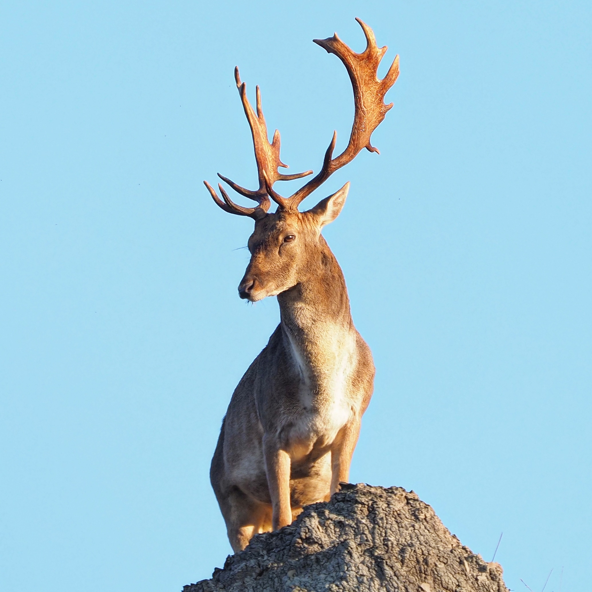 Ogni rupe ha il suo Re