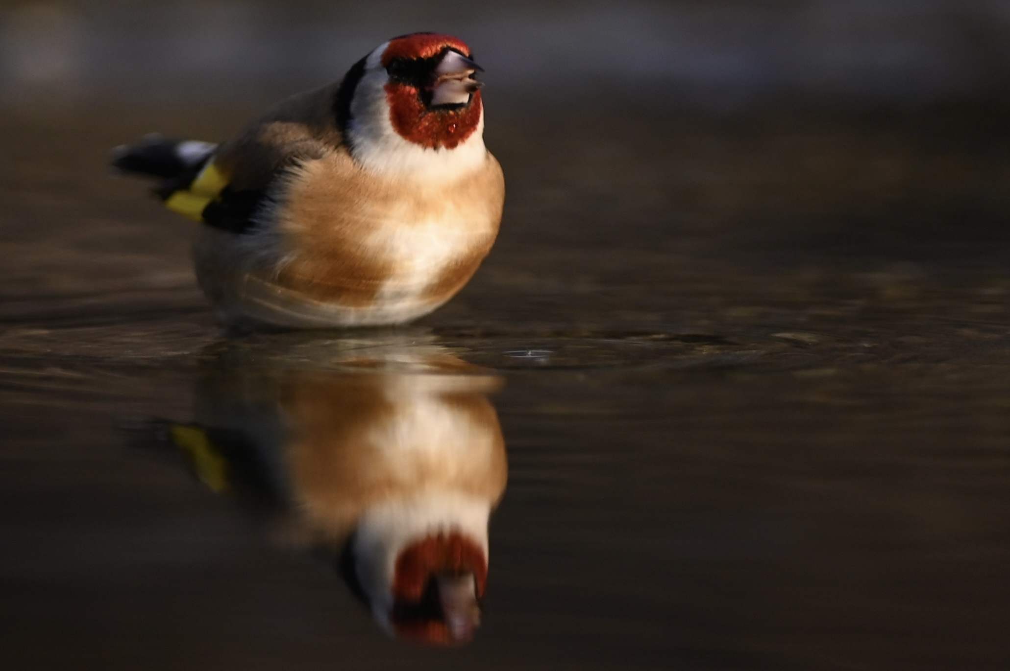 Low key goldfinch