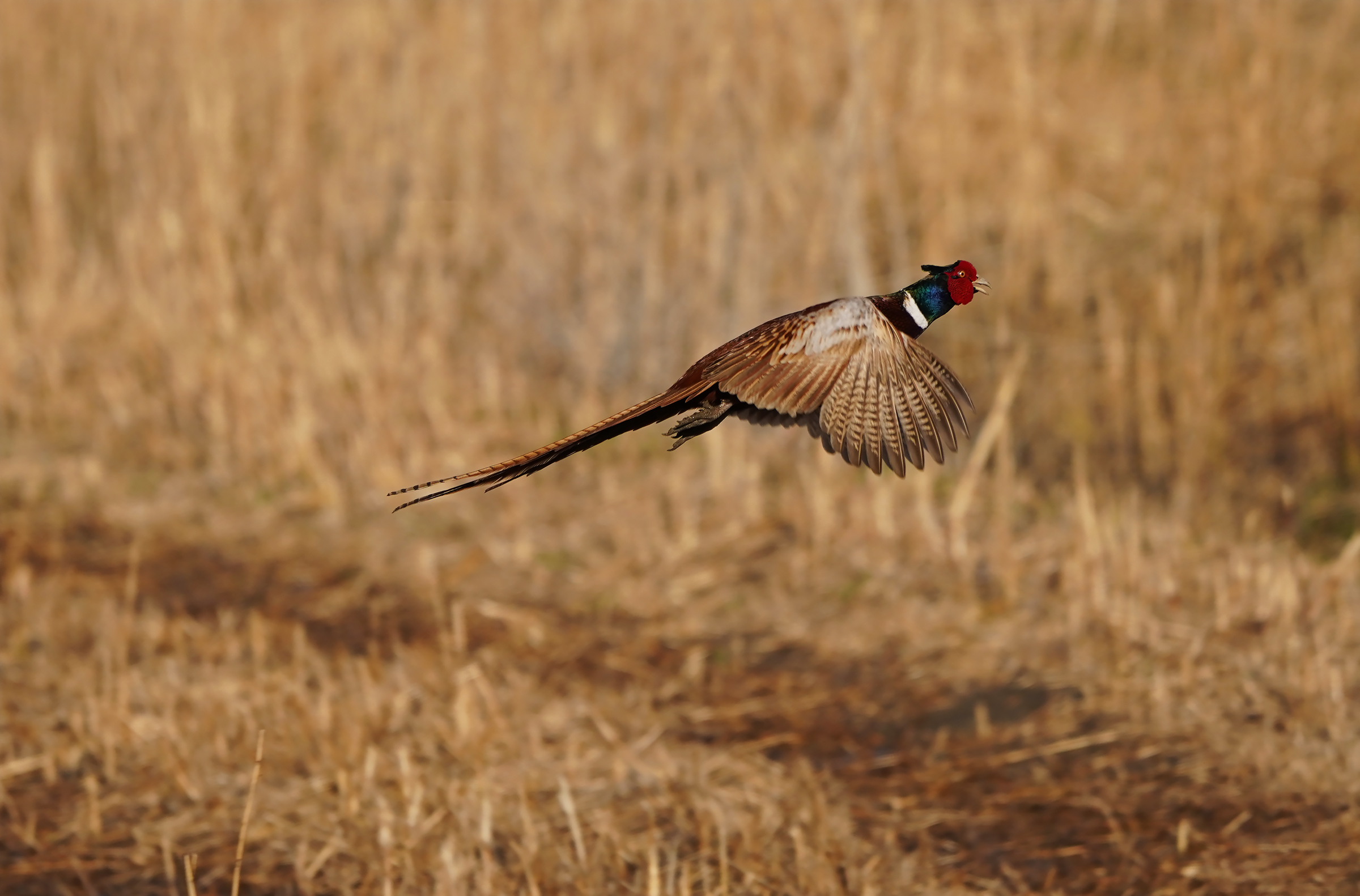 in sul far della sera