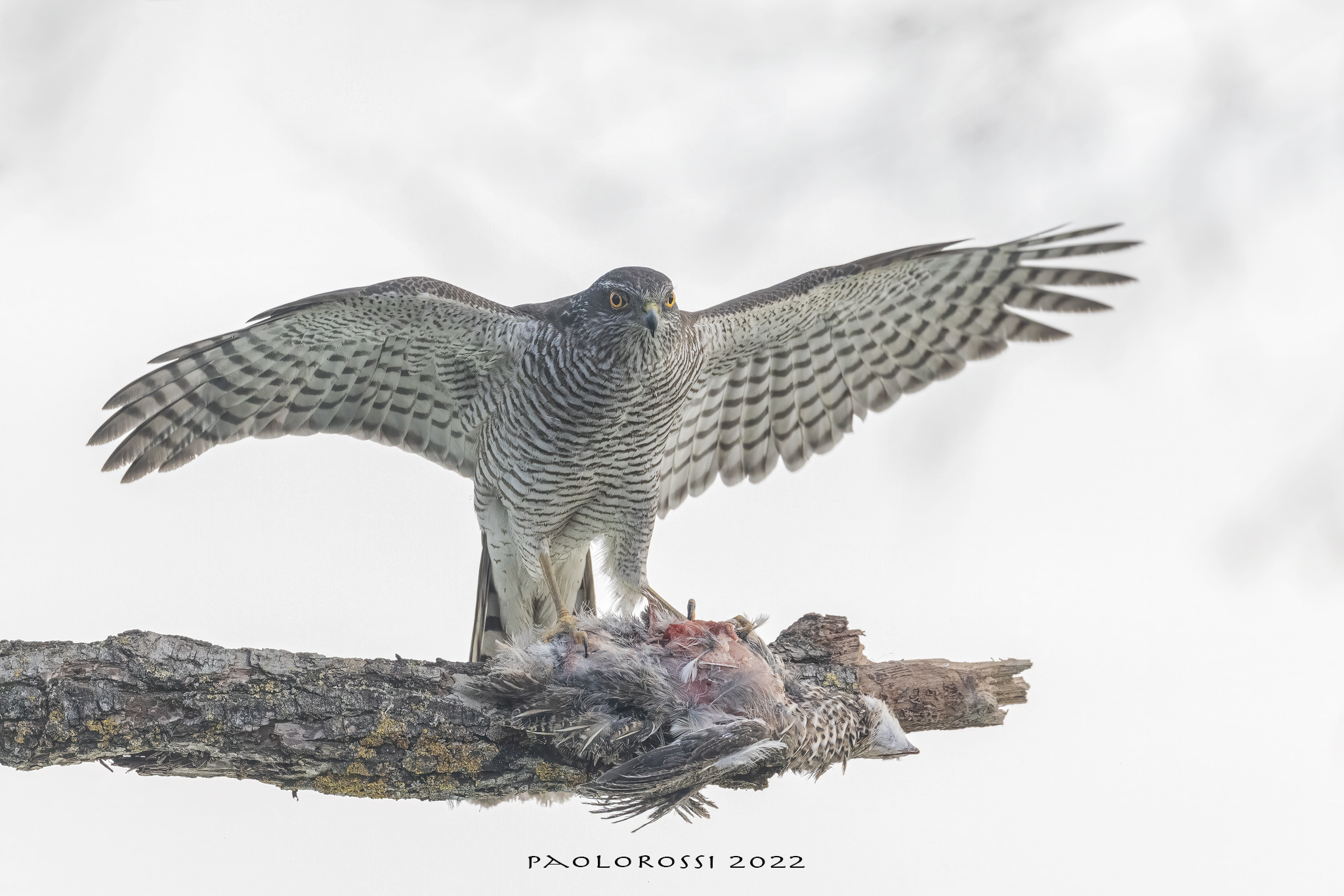 Sparrowhawk...