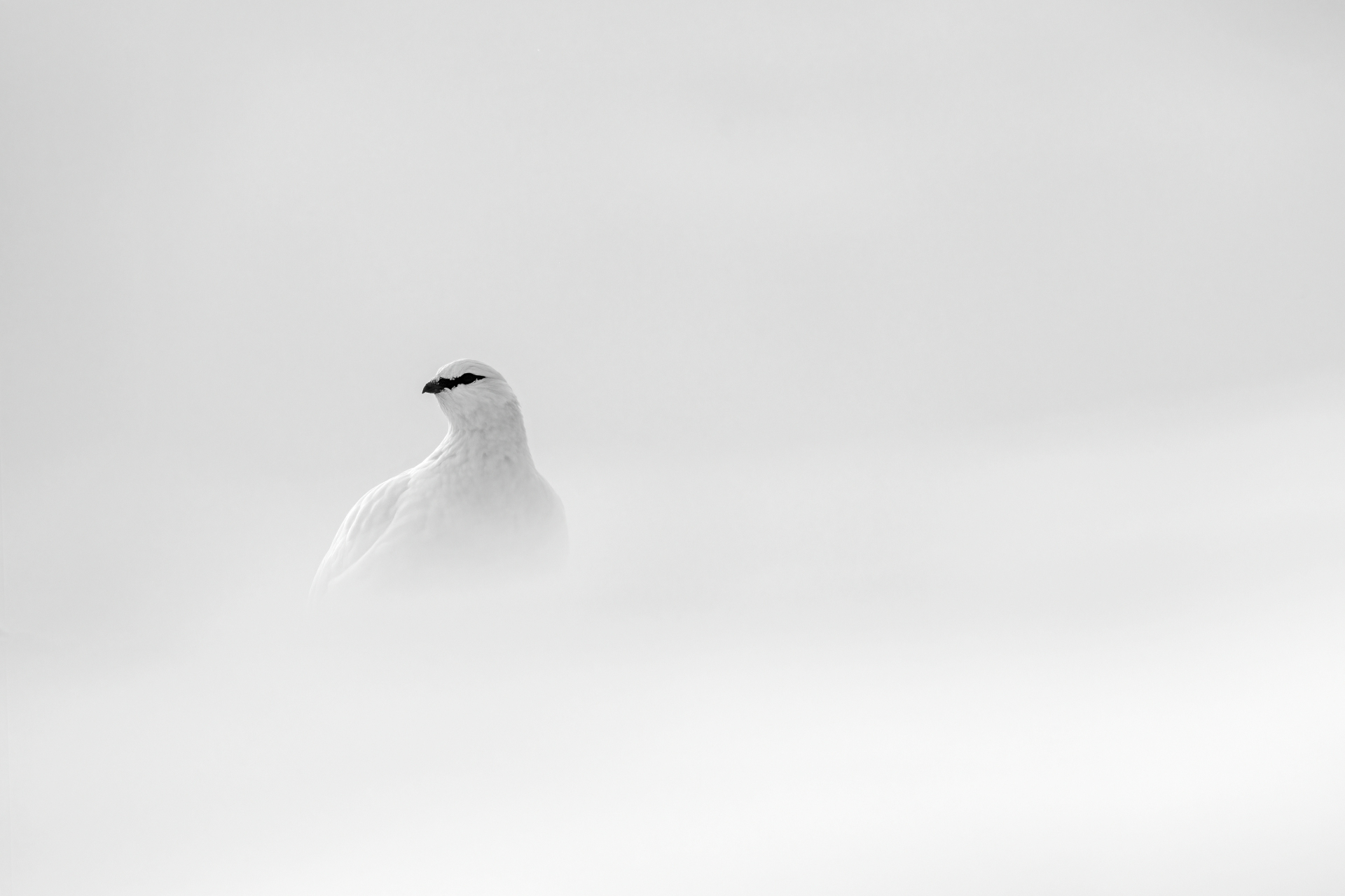 White in white