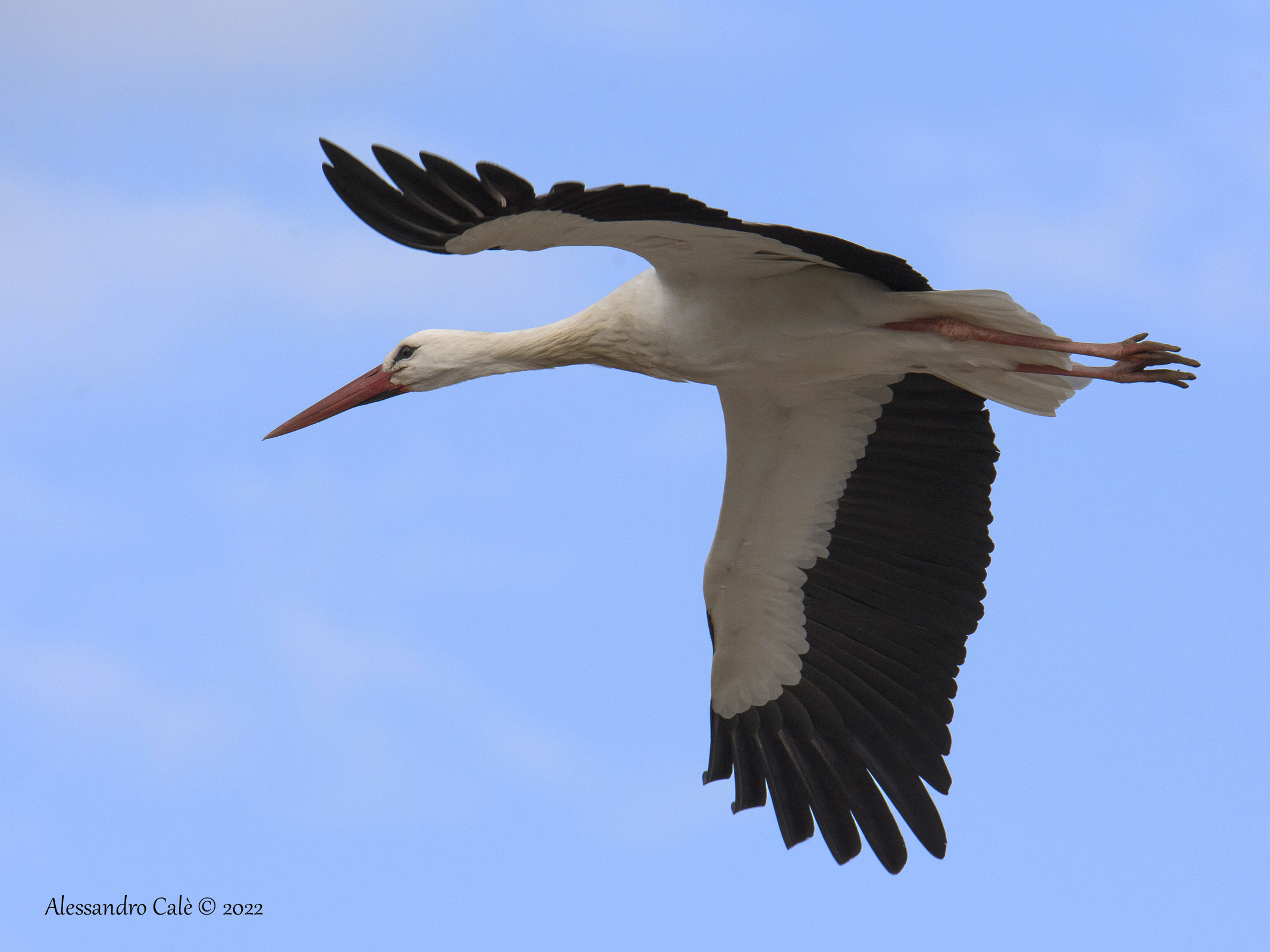 Ciconia ciconia (Cicogna bianca) 8099
