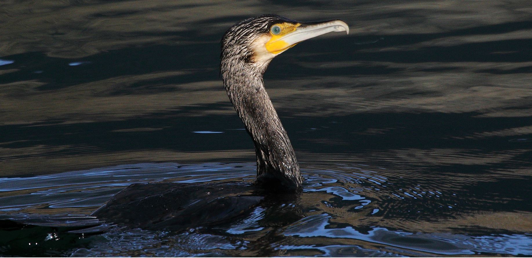 cormorant 10-02-2022