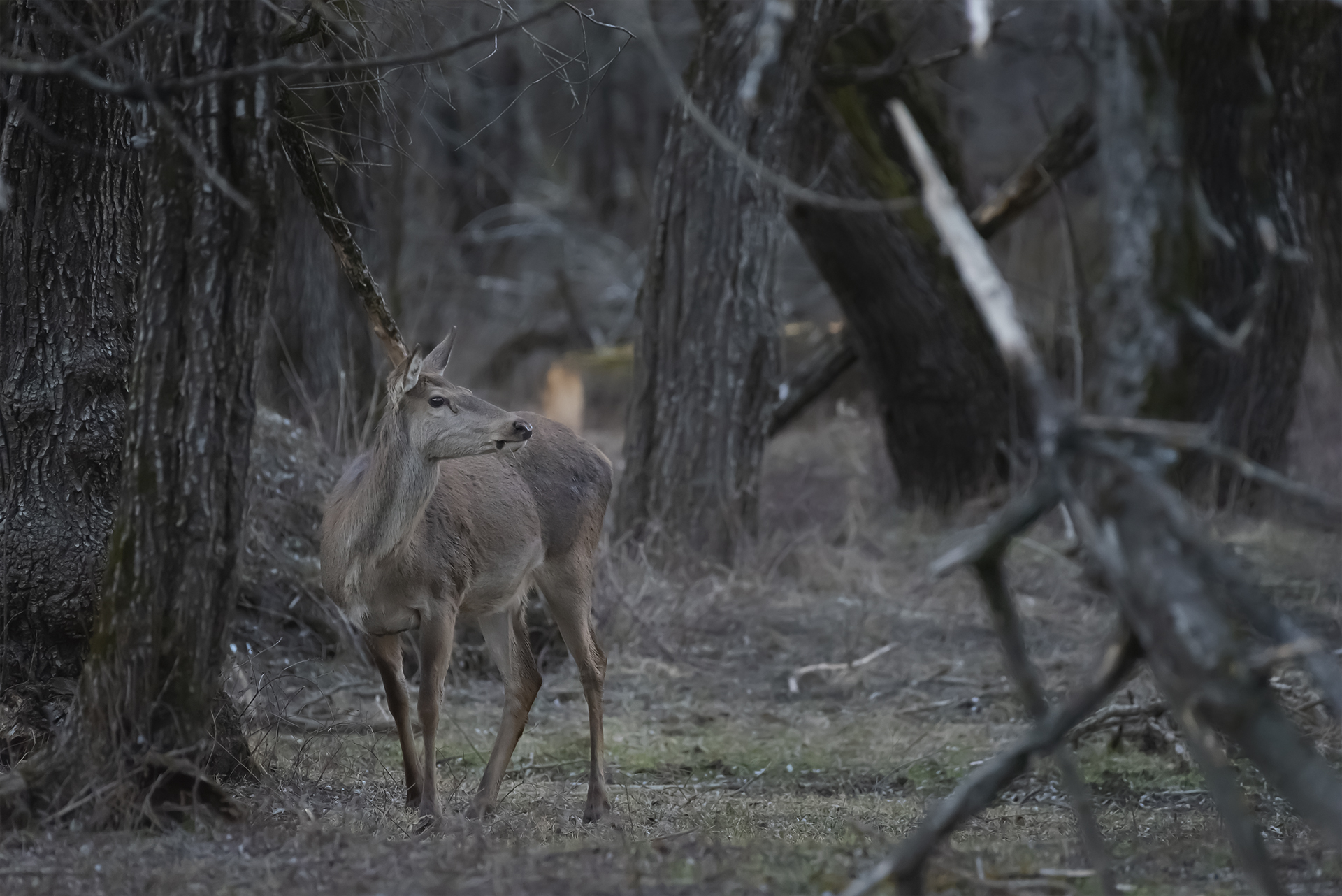 Visions from the Woods