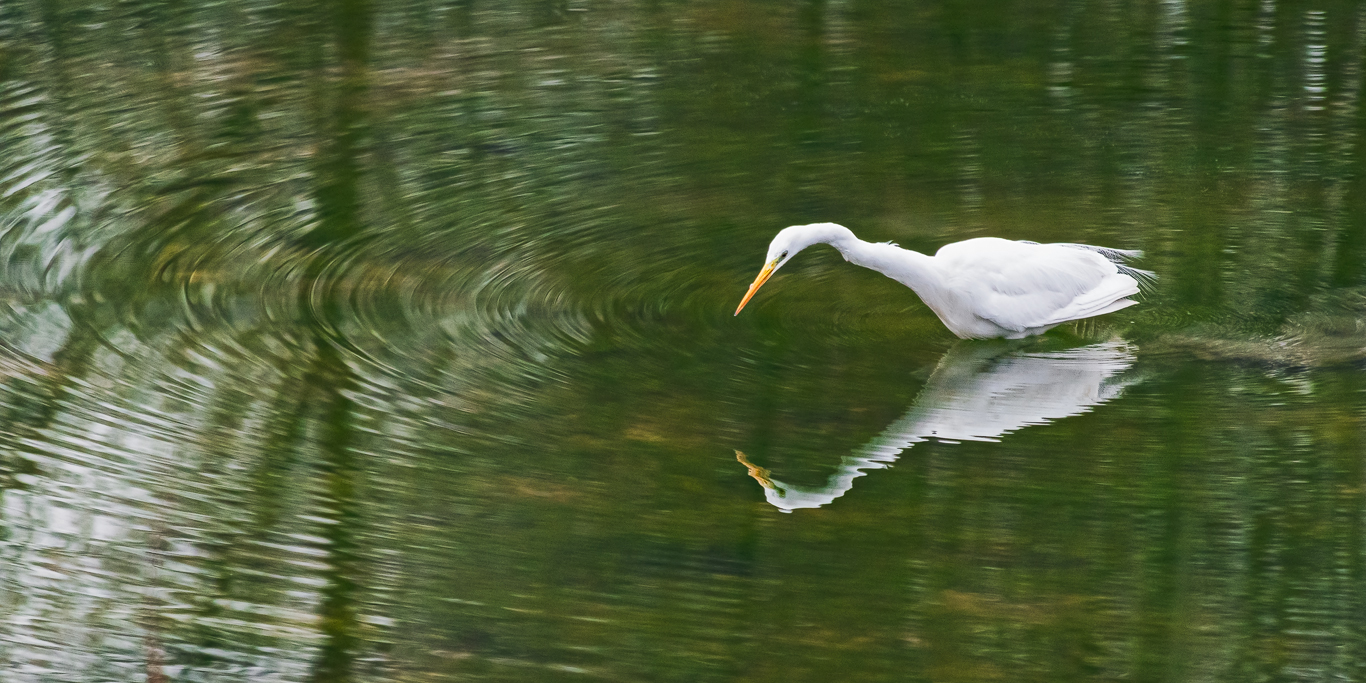 Airone in punta (Ardea Alba)